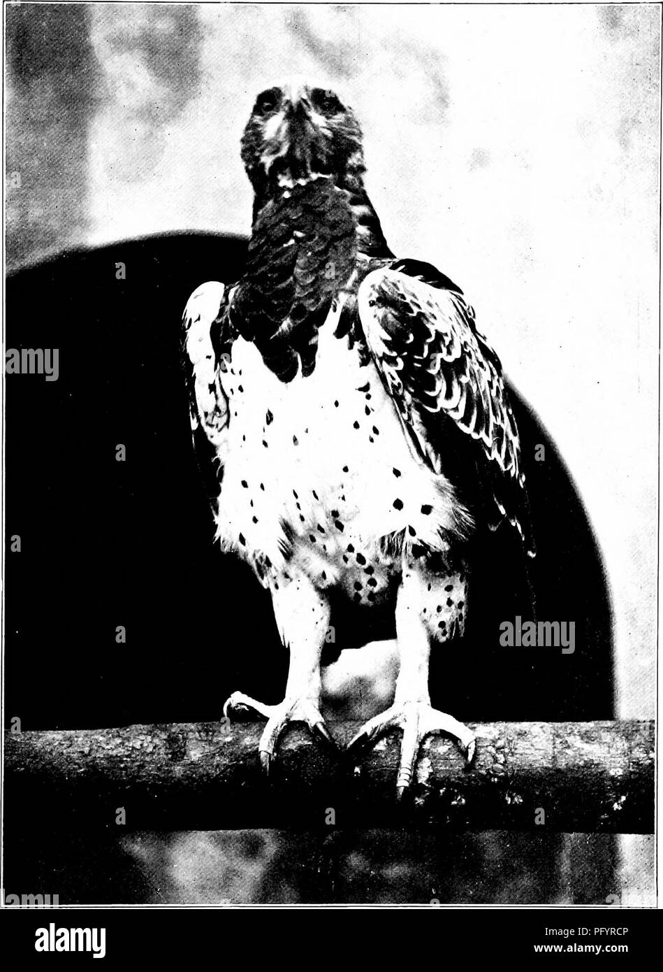 Dieses Buch enthält eine umfassende Sammlung von Vogelarten mit Schwerpunkt auf dem martialischen Falkenadler. Es enthält detaillierte Illustrationen und naturgeschichtliche Fakten über Vögel, wobei der Schwerpunkt auf den Merkmalen und dem Lebensraum des Falkenadlers liegt. Stockfoto