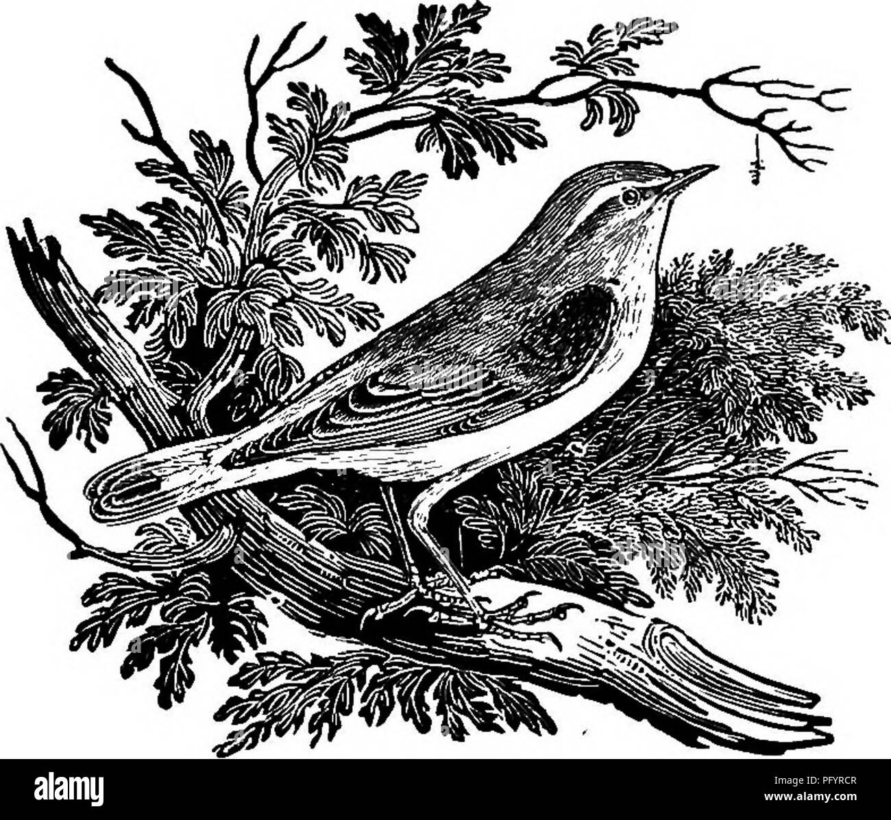Dieser Eintrag aus „unsere Sommermigranten“ beschreibt den Holzfäller (Phylloscopus sibilatrix), eine Art, die für ihr ausgeprägtes Lied und ihre hellere Färbung im Vergleich zu anderen Grasblern bekannt ist. Er beschreibt seine Migration und ihre Klassifizierung innerhalb der Gattung Phylloscopus. Stockfoto