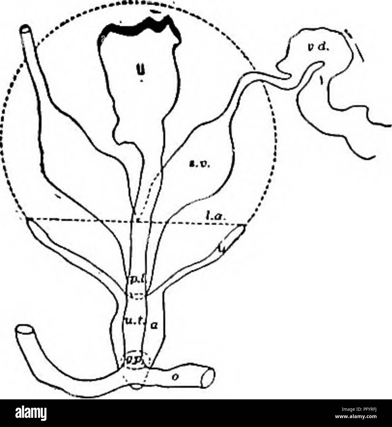 . Süßwasser-Biologie. Süßwasser-Biologie. Die freilebenden Plattwürmern (TURBELLARIA) 357 92 (93) Der Winkel von 50° bis 60°. Eine sehr dunkle Farbe Sepia dunkelbraun fast Schwarz durch reflektiertes Licht. . Planarien agilis Stringer 1909. Länge der unreifen Würmer in der Regel nicht mehr als 18 mm. Reife Exemplare gesammelt haben gemessenen 30 mm. Gut gefüttert Mustern in Aquarien haben eine Länge von 55 mm erreicht. Farbe in der Regel sehr gleichmäßig. ^ Ventrale Oberfläche, aber wenig leichter als dorsale. Eine Sorte, die man nur an einem Ort und mit gleichmäßig gefärbt Proben, zeigt scharf definierten Nicht-Pigmentflecken. Unter objektiv eine klare ligh Stockfoto