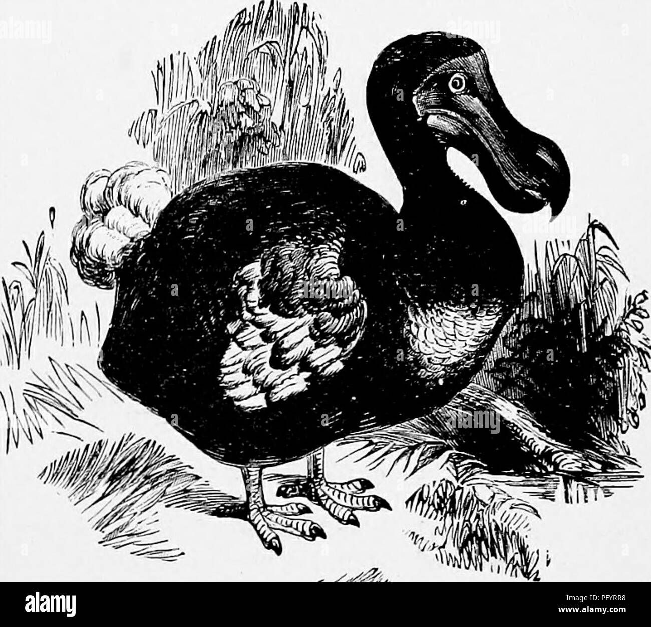 . Die populäre Naturgeschichte. Zoologie. Die Position von dem gefeierten Dodo statt unter den Vögeln war lange zweifelhaft, und war nur in vergleichsweise späten Jahren durch sorgfältige Prüfung der wenigen Relikte, die unserem alleinigen und spärlichen Aufzeichnungen aus dieser sehr bemerkenswerten Vogel nieder. So zahlreich waren die Dodos auf einmal, und so leicht waren sie getötet, dass die Matrosen in der Gewohnheit des slaying waren die Vögel nur für die Steine in ihren Mägen gefunden, die sehr wirkungsvoll in der Schärfung ihrer Spange - Messer. Das Nest der Dodo war nur ein Haufen Laub versammelten sich auf der Stockfoto