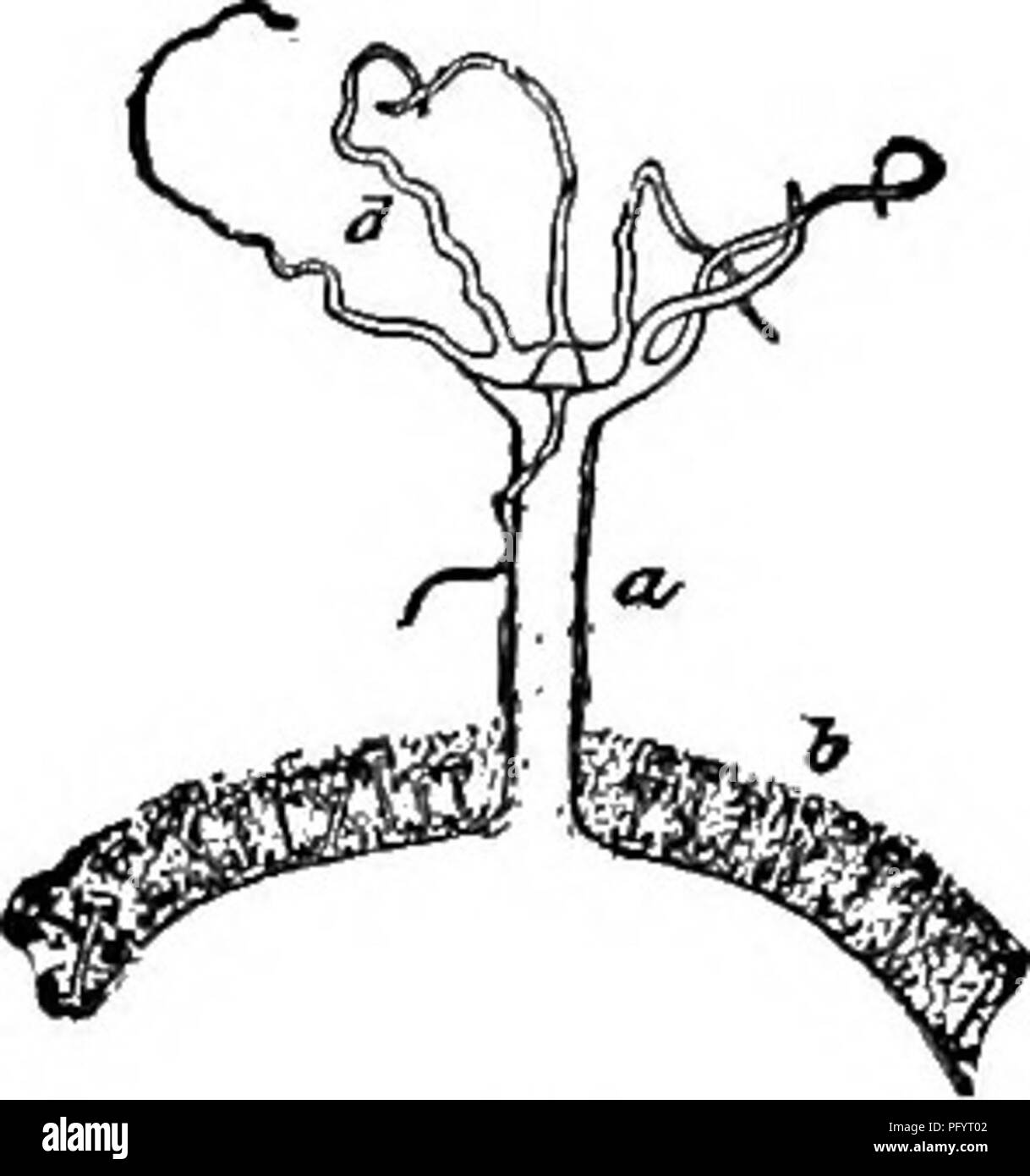 . Süßwasser-Biologie. Süßwasser-Biologie. 314 Süßwasser-BIOLOGIE 48 (49, 50) Foraminalen Tubulus sehr lang und schlank, Ranken, Korruptions- sondere winken Carterius lubisperma Mühlen 1881. Schwamm massiv. Gemmules zahlreiche. Länge der Foraminalen Tubulus eine halbe bis Sobald diam-eter von gemmule. Skelett spicules eher schmal, allmählich hingewiesen, dünn Spined. Der-mals spicules Lange, schlanke, völlig Spined. Gemmule birotulates reichlich, unregelmäßig in Länge, was Gattung Heteromeyenia, Welle glatt oder mit einem oder mehreren Stacheln, rotules gewölbt, Strahlen zahlreiche, Lang, incurved. Von Annand zugeordnet Stockfoto