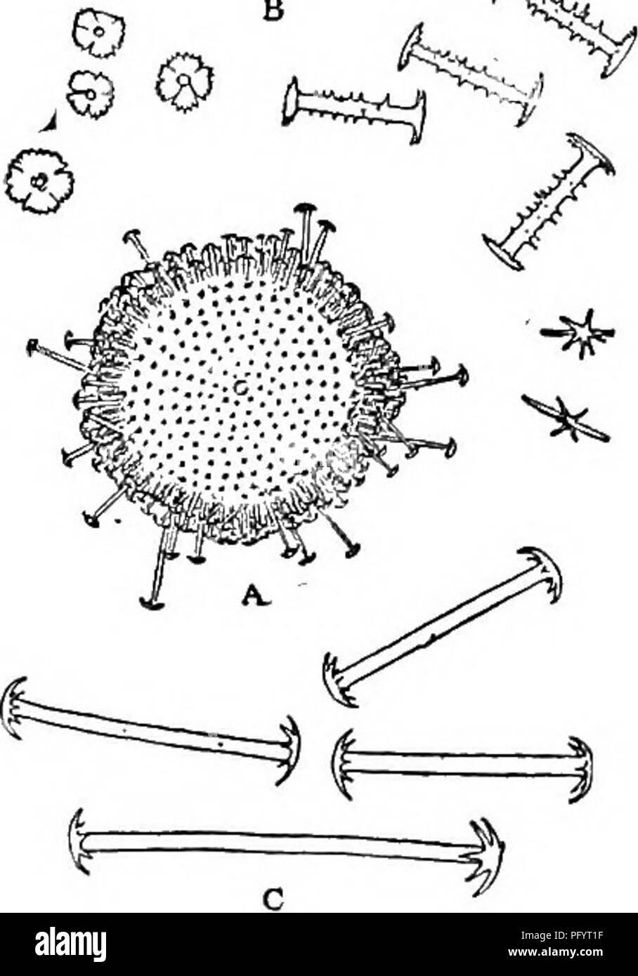 . Süßwasser-Biologie. Süßwasser-Biologie. 312 39 (4o: Süßwasser-biologie)) Terminal Stacheln von mehr gemmule spicules mit einer einfachen Kurve. Asteromeyenia plumosa (weltner) 1895. Schwamm massive, aber spröde und brüchig. Slieleton spicules schlanke, glatte, stark an beiden Enden spitz, fast gerade. Die Welle des langen birot - ulates fast glatt, schlank, gerade; rotules ein Kreis von gebogenen Haken, an der Basis verbunden. Kurze birotulates mit stouter Wellen, ausgiebig, unregelmäßig und stark Spined; rotules nicht Mark-Zweifel konvex im Profil, unregelmäßig, schmal und tief gezahnt. Freie s Stockfoto