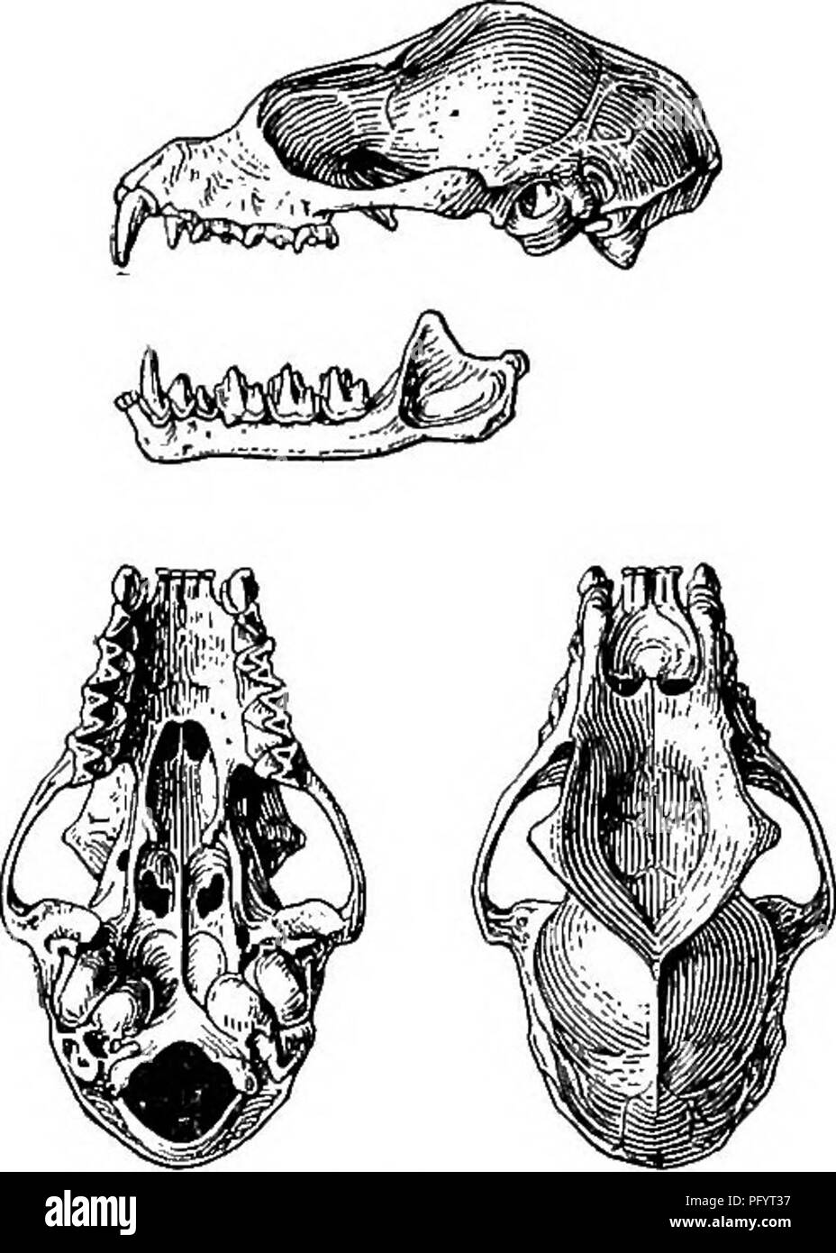 . Die Familien und Gattungen der Fledermäuse. Fledermäuse, Fledermäuse. 100 BULLETIN 57, UNITED STATES NATIONAL MUSEUM. 1875. Xyctcrkhc (Teil; Xycterinw) Dobson, Ann. Und Mag. Nat. Hist., 4 ser., XVI, S. 348, November, 1875. 1878. Kycterithr (Teil, Nyclcrinw) Dobson, Catal. Cliiropt. Brit. Mus., S. 163. 1886. Mrgadenitidw (Teil, Nyctcrinw) Gill, Standard Natural History, V, S. 165. 1891. yijcteridw Blume und Lydekker, Säugetiere, und ausgestorben, p - 658 (Teil). 1892. Rhinolophidw (Teil; Megadenuatini teil, Xyclerides) Winge, jordán - fundne og nulevende Flagermus (chiroptera) fra Lagoa Santa, Minas Geraes, Brasilien, Stockfoto