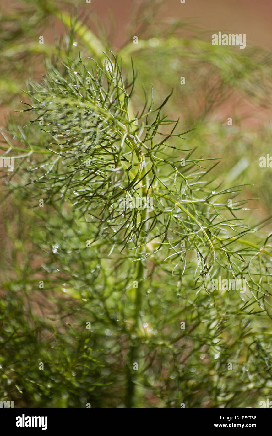 Fenchel (Foeniculum vulgare) Anlage Stockfoto