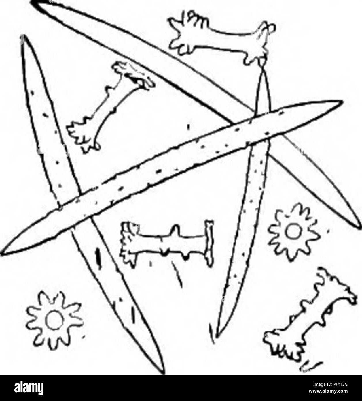 Dieses Bild zeigt Süßwasserschwämme, insbesondere die Ephydatia-Arten. Sie hebt die detaillierte Struktur ihrer Spicules hervor, einschließlich des birotulären Typs und der Eigenschaften der gemmularen Spicules. Die Klassifizierung und Beschreibung der Gattung Ephydatia werden diskutiert, wobei der Schwerpunkt auf der Art Ephydatia subdivisa liegt. Stockfoto