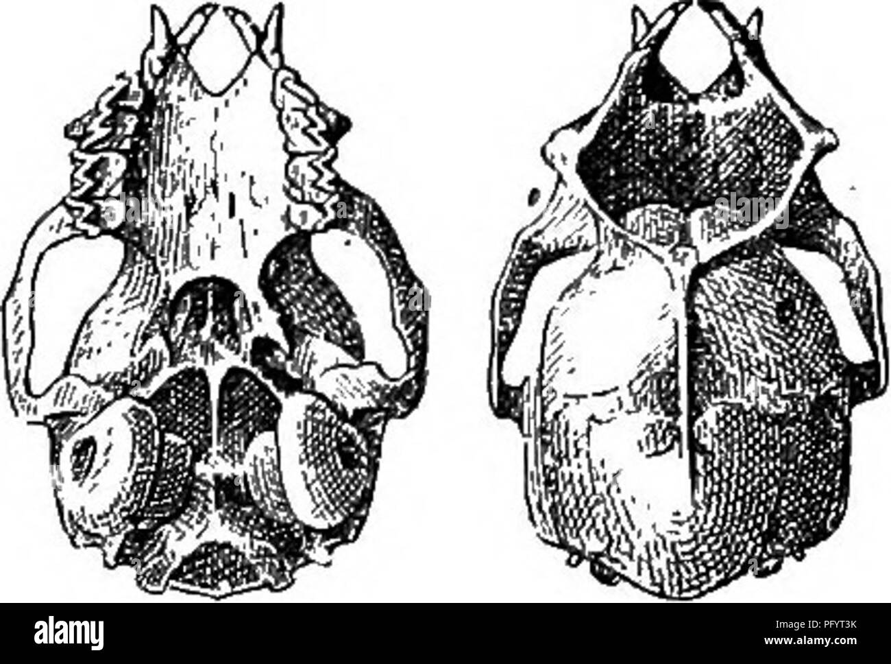 . Die Familien und Gattungen der Fledermäuse. Fledermäuse, Fledermäuse. 123.1. -2-4567 3-3'° 1-1'/" "2-2" "3-Flügel ohne Sac. Schwanz gekrümmt nach oben und vorne, dessen Spitze sichern - Trating uropatagium und mit Strukturen, die in der Membran, die Drüsen. In den drei bekannten spe-Cies die Farbe ist weiß. Arten untersucht.-Diclidurus scutatus Peters und D. Jungfrau Thomas. Familie NOCTILIONTD 2 E. 1821. Noctilionidw Grau, London Medical Re-Pository, XV, S. 299 (teilweise), 1. April 1821. 1827. Noctilionina Lektion, Man. de Mam-malogie, S. 99 (Teil). 1831. {Vespertiliones Vespertilionidw) (Par Stockfoto