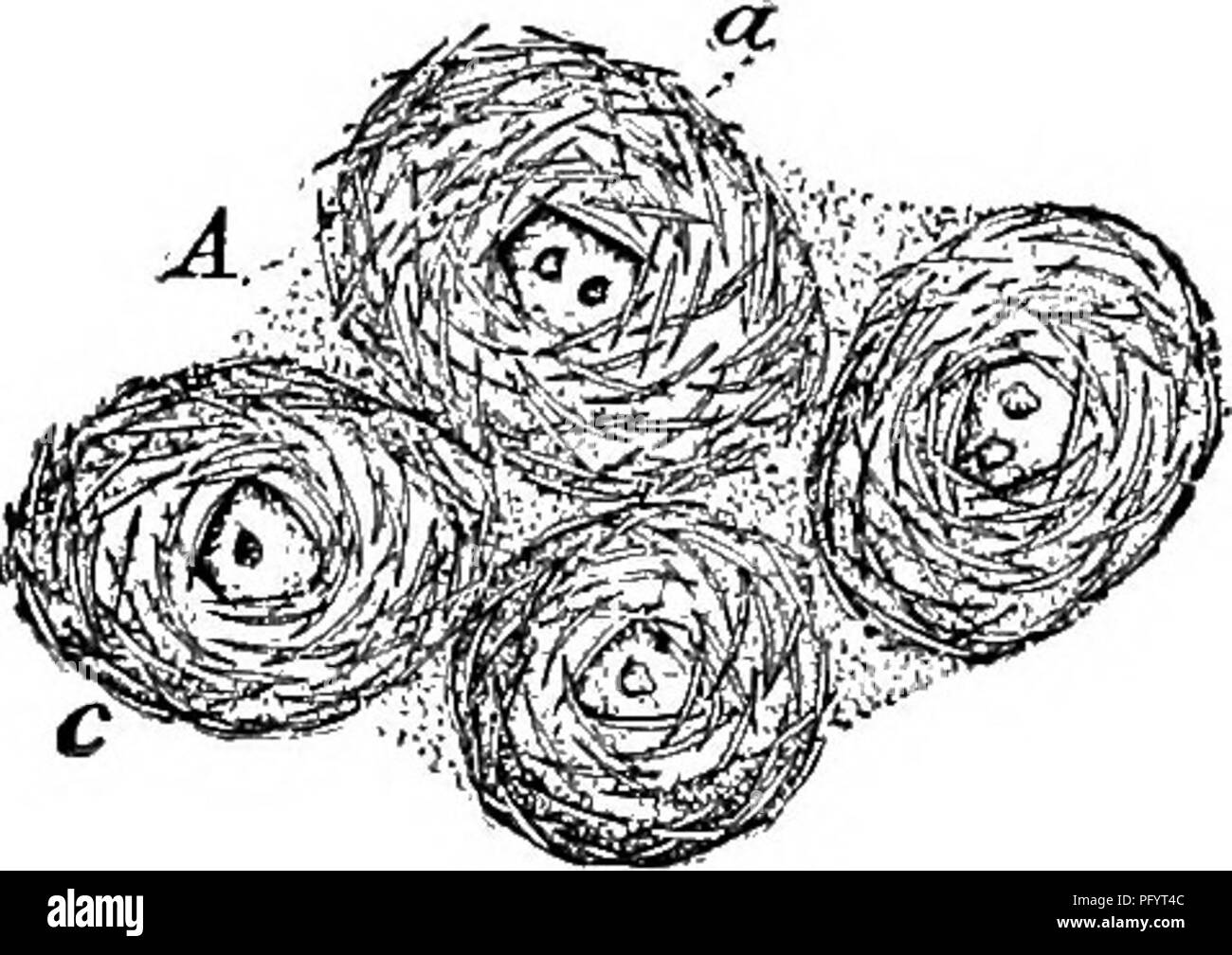 . Süßwasser-Biologie. Süßwasser-Biologie. 3 o8 Süßwasser-Biologie II (lo) Dermale spicules acerate. Wagneri spongilla Potts 1889. Gemmules reichlich vorhanden. Skelett spicules Lange, robuste, weich. Dermale spicules sehr zahlreich. Spined Gemmule spicules, lang, gebogen. Stacheln am zahlreichsten an Extremitäten. Nur aus Brackwasser des südwestlichen Florida aufgezeichnet. Keine Abbildung nicht veröffentlicht. Gemmule birotulate spicules der Art, mehr oder weniger modifiziert. Sub-Familie Meyeninae Vejdovsky. 13 Öffnungen von gemmules nicht mit Fadenförmigen Anhängseln 14 Rotules von gemmule birotulates nahezu gleich ist Gemmule Bib zur Verfügung gestellt Stockfoto