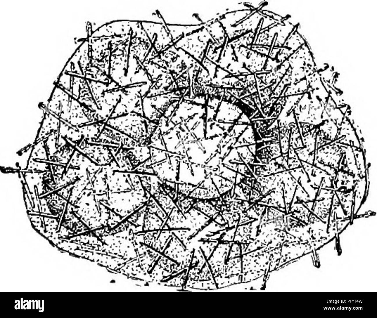 Diese biologische Studie konzentriert sich auf Süßwasserökosysteme, insbesondere die Art *Spongilla fragilis*, eine Art Süßwasserschwamm. Die Forschung untersucht seine Struktur, einschließlich der Arten von Gewürzen, und ihre Rolle in Süßwasserhabitaten, was zum Verständnis der Süßwasserbiologie und -Ökologie beiträgt. Stockfoto