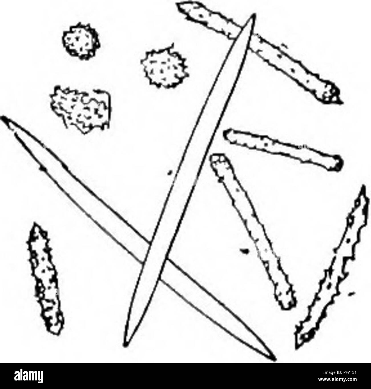 . Süßwasser-Biologie. Süßwasser-Biologie. Abb. 562. Spongilla fragilis. A. in der Partie der Gruppe von gemmules; a, gebogene foraminalen Tubuli, immer-Station; ft, Umhüllen mit acerate sjjicules. X12. 5. Drei Arten von spicules hier dargestellt; Skelett spicules, glatt, abrupt hingewiesen; variable parenchymal spicules, subcylindrical, subspined; spined, sphärischen Formen häufig, den ganzen Arten gesehen. X loo. (Nach Potts.) 8 (7) die Tubuli der tlie gemmules nach innen gedreht in Gruppen. Spongilla igloviformis Potts 1887. Schwamm Braun, dünn, INKRUSTIERENDE. Halbkugelförmige Gemmules in kompakten Gruppen von acht t Stockfoto