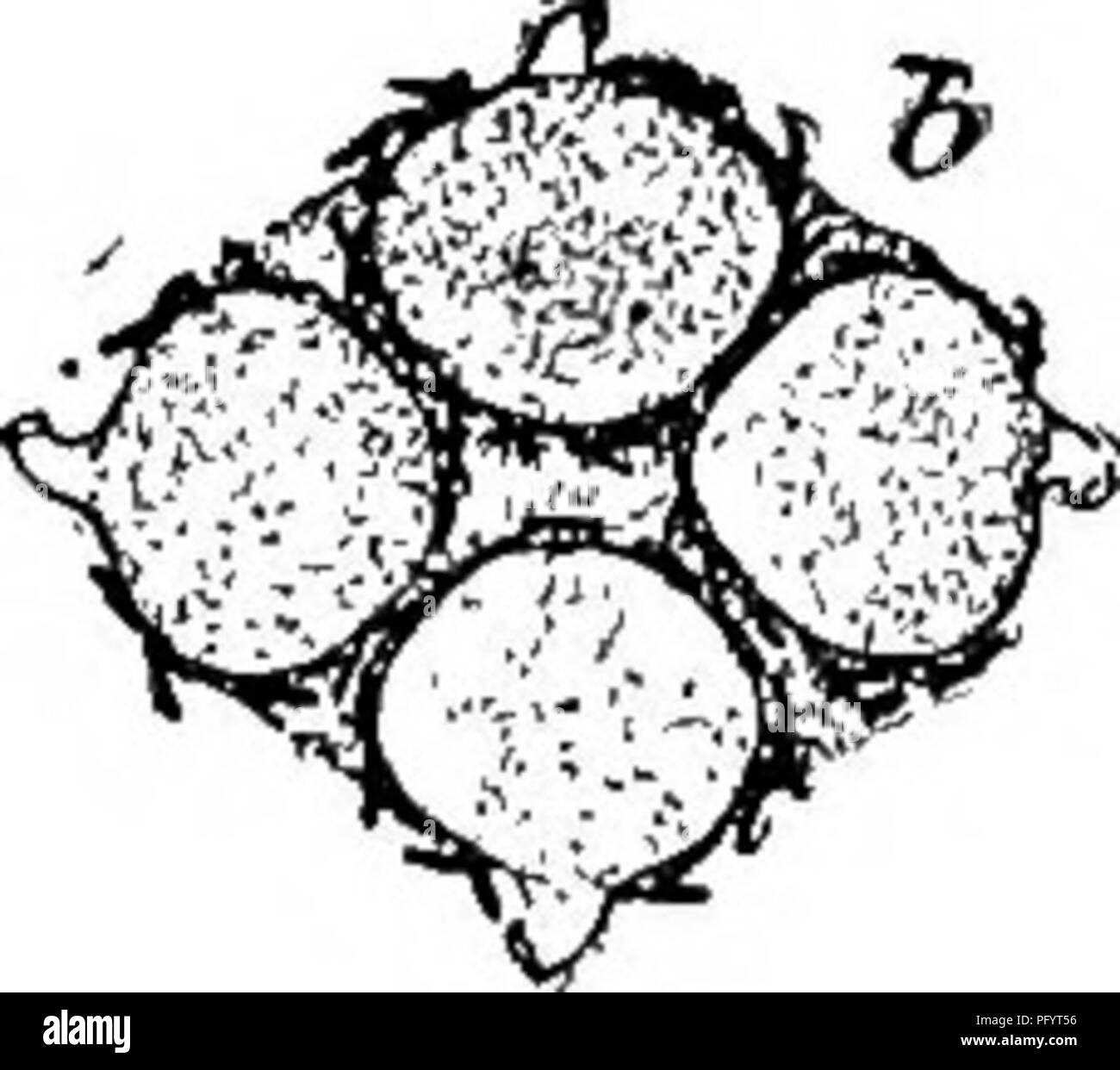 . Süßwasser-Biologie. Süßwasser-Biologie. Die Schwämme (Porifera) 307 7 (8) die Tubuli der gemmules nach oben oder nach außen von der Gruppen. Spongilla fragilis Leidy 1851. Schwamm inkrustierende in subcircular Patches, an Kanten dünne, gelegentlich eine oder mehrere cm dick in der Mitte. In den verschiedensten Situationen, scheinbar bevorzugt stehendes Wasser, jedoch auch unter fließendem Wasser. Reichlich vorhanden. Gemmules reichlich vorhanden, vor allem in einer oder mehreren Schichten. Auch in kompakten Gruppen umgeben von einem zellulären Parenchym aufgeladen mit subcylindrical spined acerates. Skelett sUghtly spicules glatte, geschwungene, Ratte Stockfoto