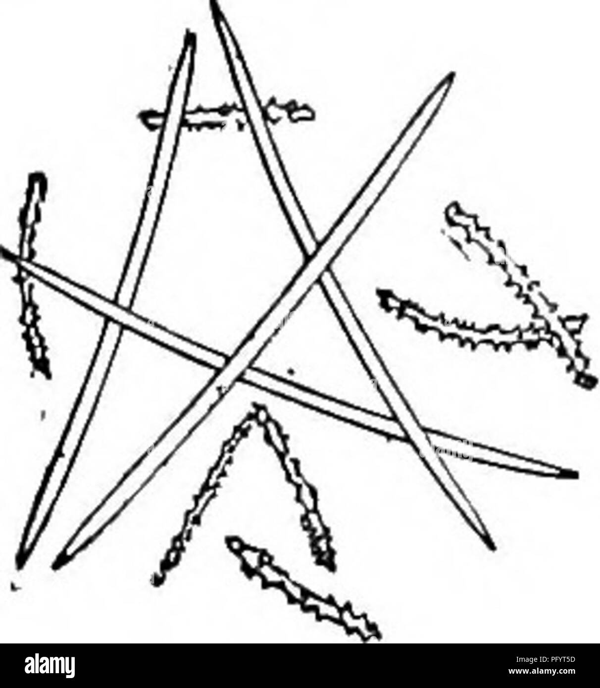 . Süßwasser-Biologie. Süßwasser-Biologie. Schwamm evergreen, Inkrustierende, dünn, Versenden von zahlreichen langen, schlanken winken Zweige von einem relativ dicken Basalmembran. Gemmules wenige, in verstreuten Niederlassungen. Skelett spicules glatte, gerade oder leicht gekrümmte, ziemlich abrupt hingewiesen. Dermale spic Terminsicherheit, minute, glatte, gerade oder gebogen, schlank, allmählich hingewiesen. Von klaren stehendes Wasser in New Jersey und Virginia. Abb. s6 o. Der spongilla Spicules aspinosa. Vier Arten von spicules figxured Hier; gewöhnliche Skelett spicules abrupt wies auf beiden Enden; Skelett spicule, akute oder bei o gerundet Stockfoto