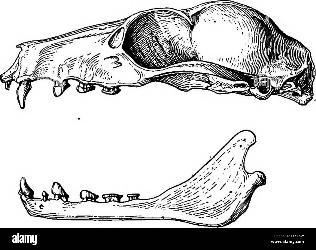 . Die Familien und Gattungen der Fledermäuse. Fledermäuse, Fledermäuse. 66 BULLETIN 51, UNITED STATES NATIONAL MUSEUM.. von eckzähnen durch enge Räume, deren Kronen Bifidum oder gekerbte, sondern deutlich von Wellen, manchmal durch eine offensichtliche Con-Beschränkung. 0 Eckzähne klein und schwach, nicht nur in Form, ohne sekundäre cusps oder unterschiedliche Bergrücken, der anterioren Fläche ohne Spur von Längs- Furchen. Mit der Ausnahme, dass der Unterkiefer Fangzähne kleiner sind, sind sie fast im Aussehen mit denen des Oberkiefers identisch. Keine kleine maxillaris Prämolaren oder Molaren (PM2, M2). Die restlichen maxil-lary Zähne (PMS, PM4, a Stockfoto . Die Familien und Gattungen der Fledermäuse. Fledermäuse, Fledermäuse. 66 BULLETIN 51, UNITED STATES NATIONAL MUSEUM.. von eckzähnen durch enge Räume, deren Kronen Bifidum oder gekerbte, sondern deutlich von Wellen, manchmal durch eine offensichtliche Con-Beschränkung. 0 Eckzähne klein und schwach, nicht nur in Form, ohne sekundäre cusps oder unterschiedliche Bergrücken, der anterioren Fläche ohne Spur von Längs- Furchen. Mit der Ausnahme, dass der Unterkiefer Fangzähne kleiner sind, sind sie fast im Aussehen mit denen des Oberkiefers identisch. Keine kleine maxillaris Prämolaren oder Molaren (PM2, M2). Die restlichen maxil-lary Zähne (PMS, PM4, a Stockfoto