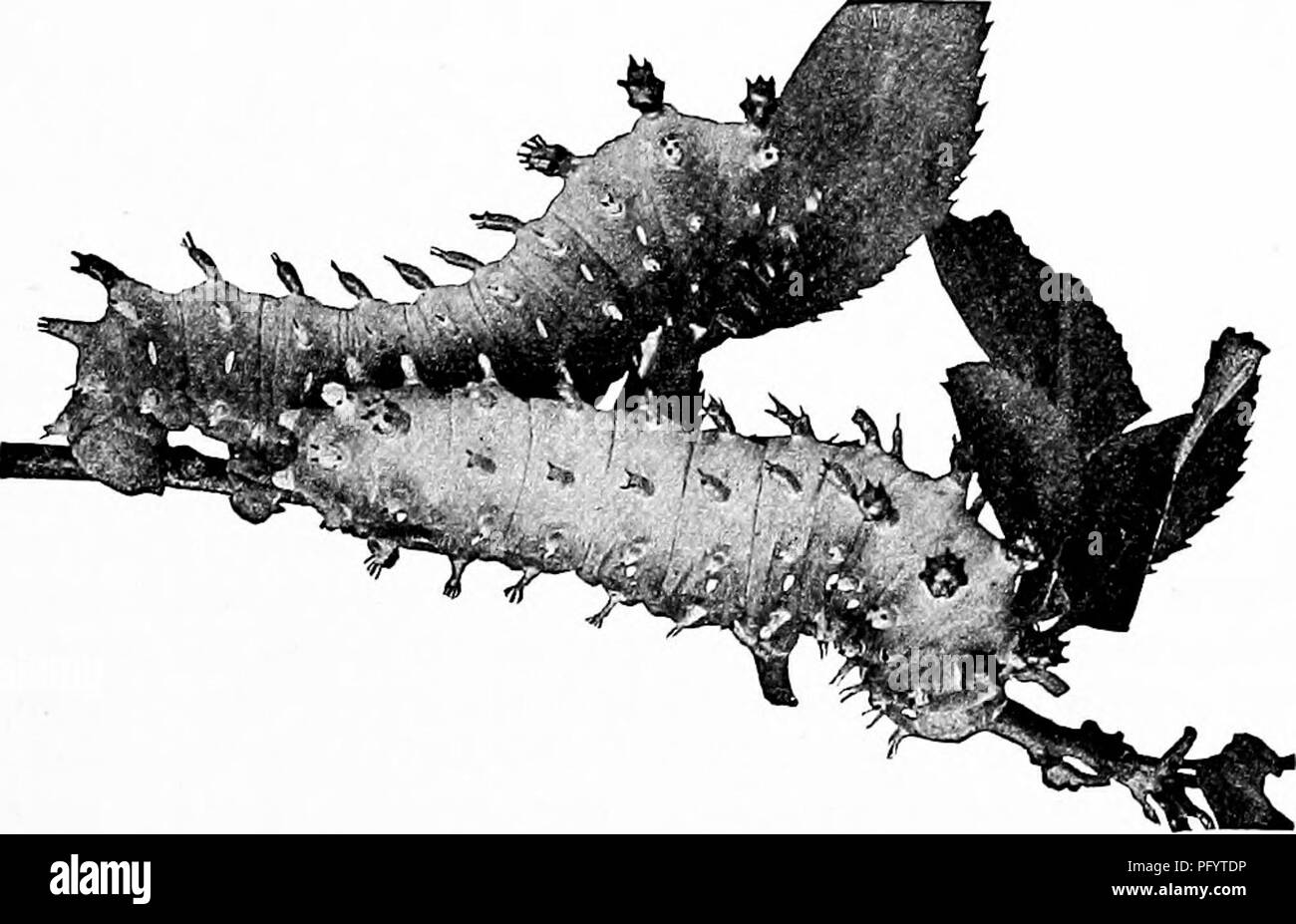 . Handbuch der Natur - Studie für Lehrer und Eltern, auf dem Cornell Natur - Studie Merkblätter. Die Natur studieren. Die cecropia Caterpillar Mauser. Foto von M, V, Slingerland,. Full-grown cecropia Raupen. Foto von M. V. Slingerland.. Bitte beachten Sie, dass diese Bilder sind von der gescannten Seite Bilder, die digital für die Lesbarkeit verbessert haben mögen - Färbung und Aussehen dieser Abbildungen können nicht perfekt dem Original ähneln. extrahiert. Comstock, Anna Botsford, 1854-1930. Ithaca, N.Y., Comstock Verlag Stockfoto