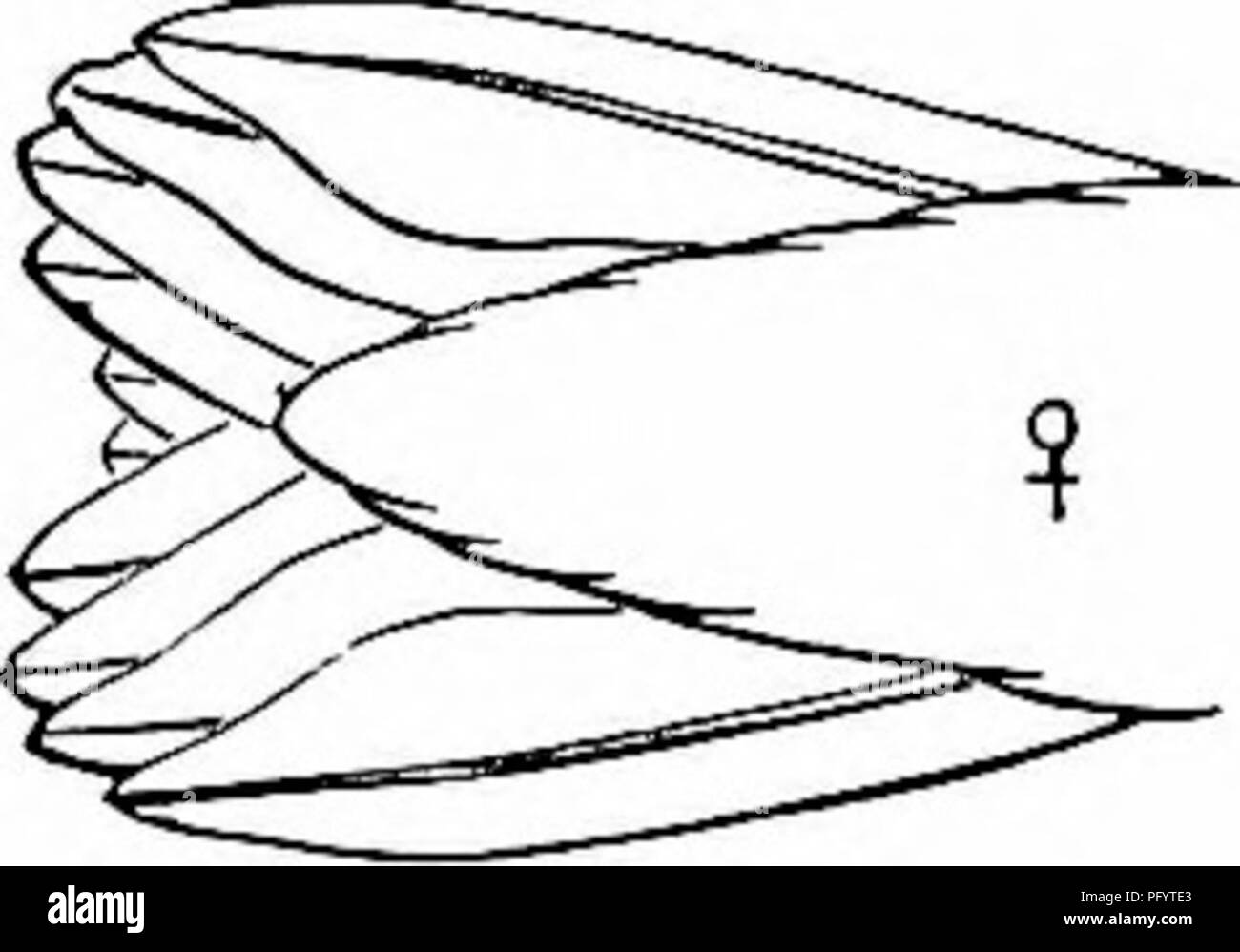 . Schlüssel für nordamerikanische Vögel. Enthält eine kurze Beschreibung aller Arten von Wohn- und fossiler Vogel derzeit vom Kontinent nördlich der mexikanischen Grenze und der Vereinigten Staaten, einschließlich Grönland bekannt und unteren Kalifornien, mit denen eingegliedert sind allgemeine Ornithologie: einen Überblick über die Struktur und die Systematik der Vögel; und Feld Ornithologie, ein Handbuch für die Sammlung, Erstellung und Erhaltung der Vögel. Vögel; Vögel; 1887. Grippe. 301. Â Eefulgent Brummen - Vogel, Leiter, Nat. Größe. (Prom Elliot.) Schwein. 302. ÂTail des Gleichen, cf, Nat. Größe. (Von Elliot.). Weiße Markierungen über die Augen, Flügel Stockfoto