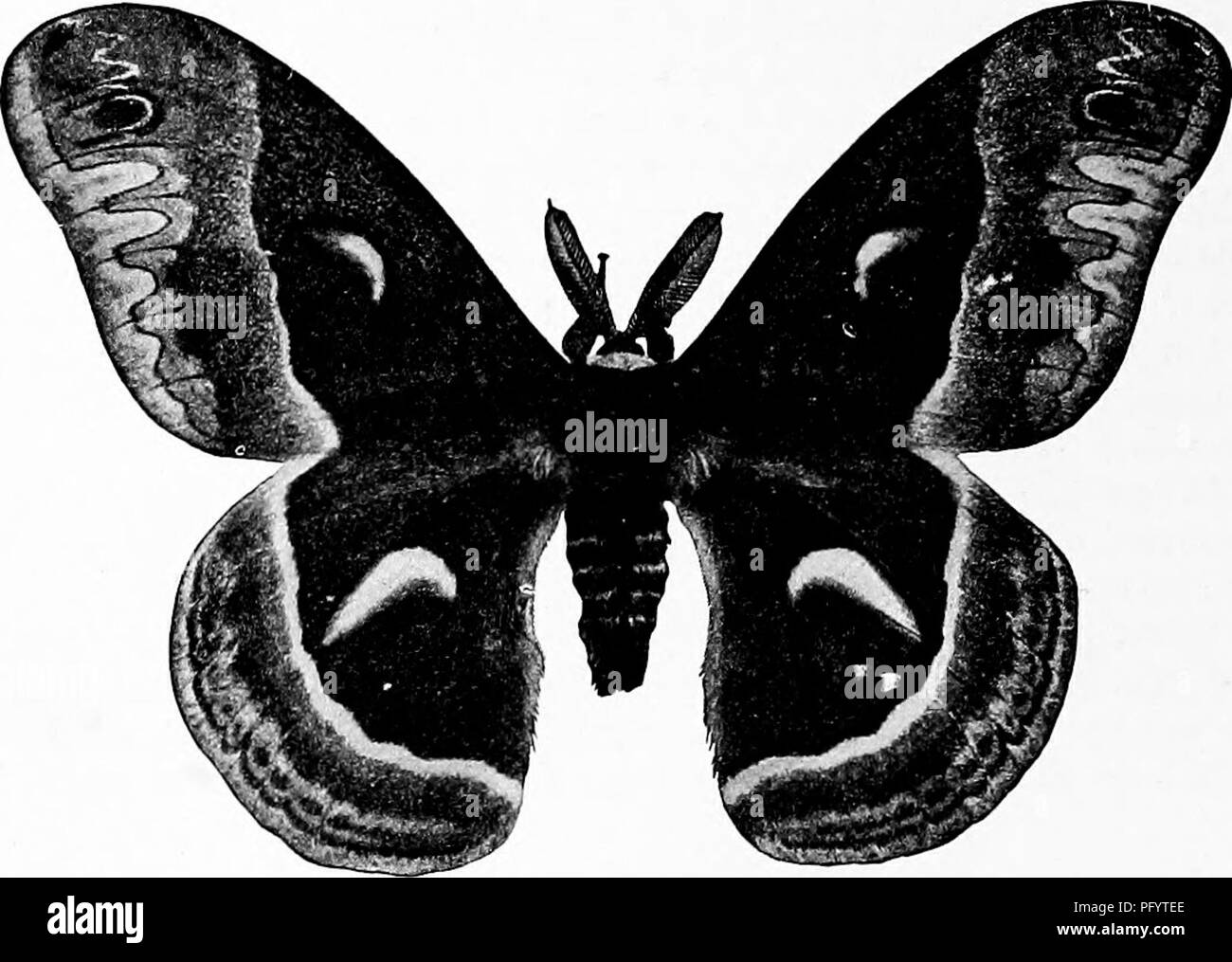 . Handbuch der Natur - Studie für Lehrer und Eltern, auf dem Cornell Natur - Studie Merkblätter. Die Natur studieren. 33°Handbuch der Nature-Study. Die cecropia Motte. Foto von M. V. Slingerland.. Bitte beachten Sie, dass diese Bilder sind von der gescannten Seite Bilder, die digital für die Lesbarkeit verbessert haben mögen - Färbung und Aussehen dieser Abbildungen können nicht perfekt dem Original ähneln. extrahiert. Comstock, Anna Botsford, 1854-1930. Ithaca, N.Y., Comstock Verlag Stockfoto