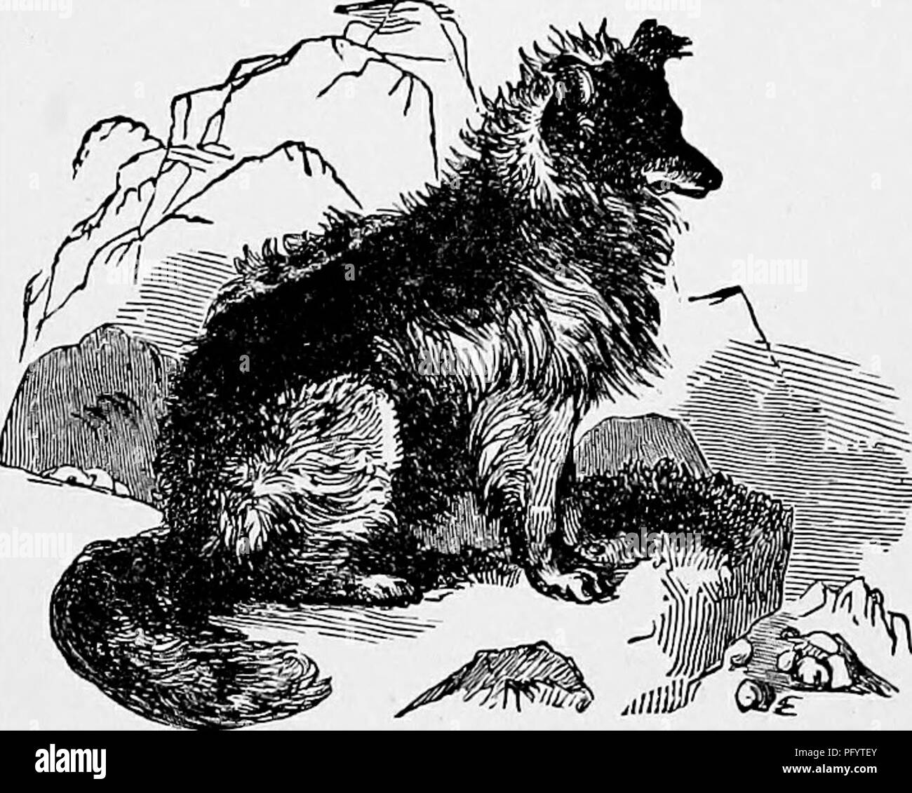 Dieses Bild stammt aus „The Popular Natural History“ und beschreibt die Eigenschaften des Hirtenhundes und hebt seine Geschwindigkeit, Stärke und Ausdauer hervor. Er stellt die Konstruktion des Hundes mit dem moderneren, schnelleren englischen Zeiger, der eine leichtere Struktur hat und für seine Geschwindigkeit bekannt ist, was ihn zu einem geeigneten Tier für sportliche Aktivitäten macht. Stockfoto