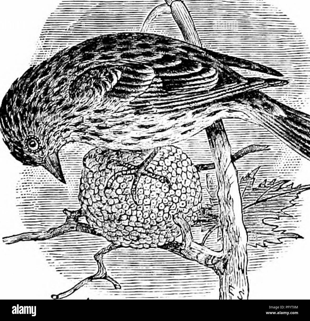 . Schlüssel für nordamerikanische Vögel. Enthält eine kurze Beschreibung aller Arten von Wohn- und fossiler Vogel derzeit vom Kontinent nördlich der mexikanischen Grenze und der Vereinigten Staaten, einschließlich Grönland bekannt und unteren Kalifornien, mit denen eingegliedert sind allgemeine Ornithologie: einen Überblick über die Struktur und die Systematik der Vögel; und Feld Ornithologie, ein Handbuch für die Sammlung, Erstellung und Erhaltung der Vögel. Vögel; Vögel; 1887. 354 SYSTEMATISCHE SYNOPSE. âPA 8 SEBESâ OSCINES.. kürzer. Tarsus etwa so lang wie der mittleren Zehe mit Kralle; seitlich Zehen von gleicher Länge, ihre Krallen auf Basis von m Stockfoto