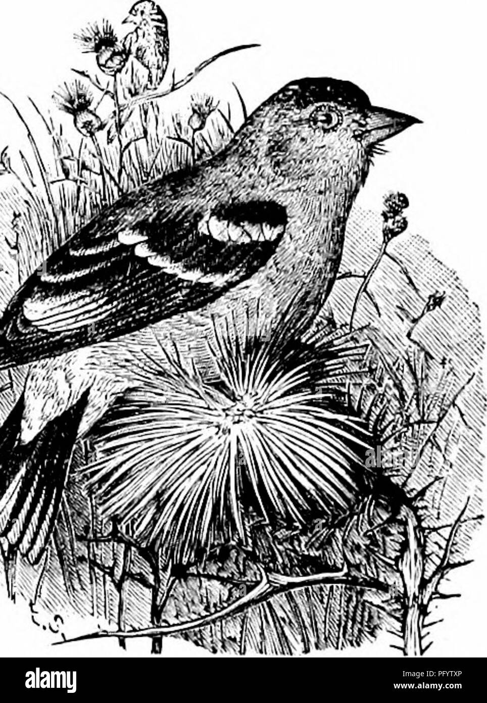 . Schlüssel für nordamerikanische Vögel. Enthält eine kurze Beschreibung aller Arten von Wohn- und fossiler Vogel derzeit vom Kontinent nördlich der mexikanischen Grenze und der Vereinigten Staaten, einschließlich Grönland bekannt und unteren Kalifornien, mit denen eingegliedert sind allgemeine Ornithologie: einen Überblick über die Struktur und die Systematik der Vögel; und Feld Ornithologie, ein Handbuch für die Sammlung, Erstellung und Erhaltung der Vögel. Vögel; Vögel; 1887. kürzer. Tarsus etwa so lang wie der mittleren Zehe mit Kralle; seitlich Zehen von gleicher Länge, ihre Krallen auf Basis des mittleren Klaue; Hind claw kürzer als die Ziffer. Stockfoto