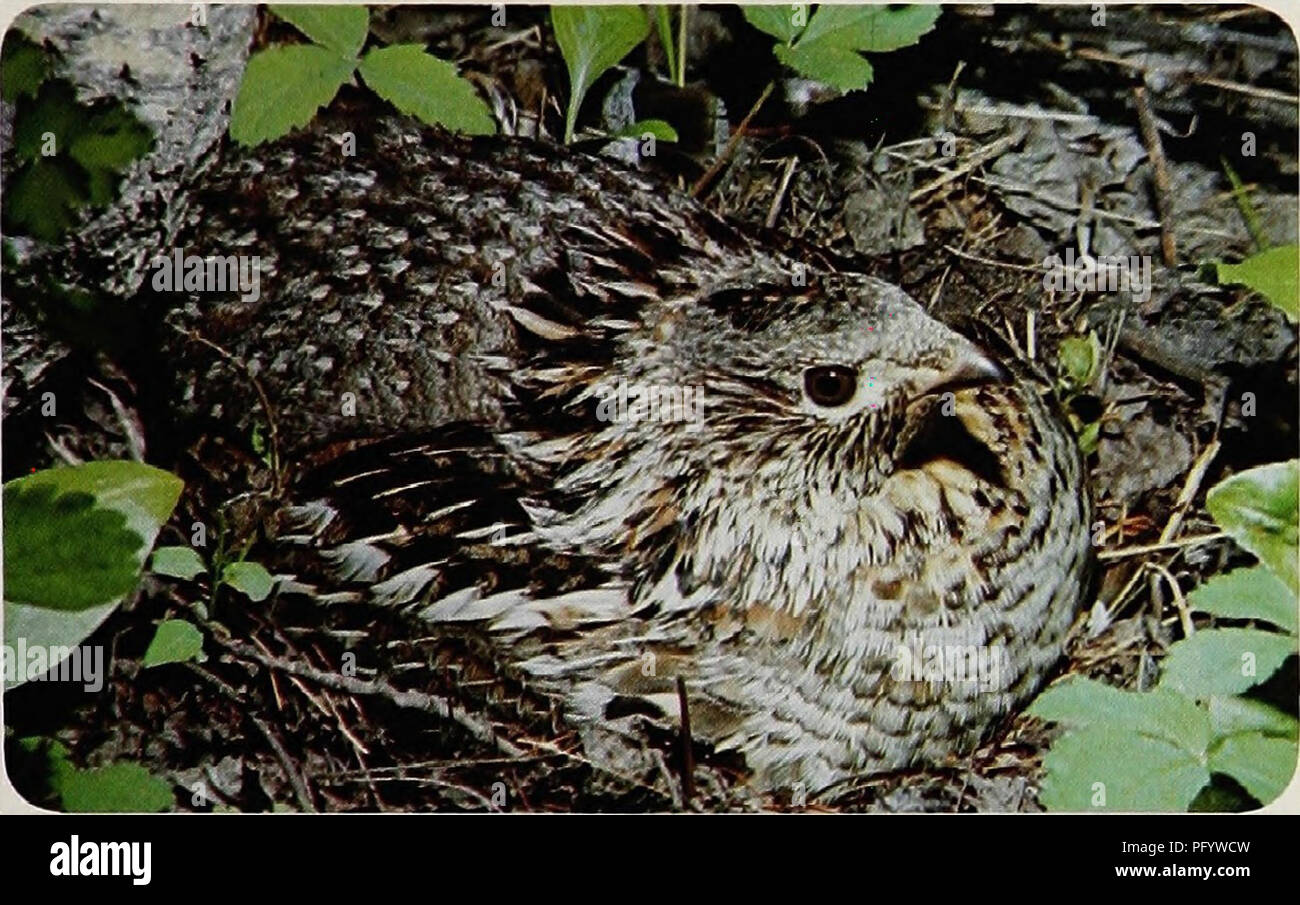 Das Salbei-Auerhahn (Centrocercus urophasianus) ist das größte amerikanische Auerhuhn mit einem Gewicht von bis zu 8 Pfund. Diese Spezies ist sehr spezialisiert, um in den Habitaten des Sagebrochs zu gedeihen, wo sie Nahrung, Schutz und Nistplätze findet. Männliche Auerhühner führen aufwendige Balzrituale auf dem Ausstellungsgelände durch, indem sie ihre Brust aufblasen und ihre Schwänze ausbreiten, um Freunde anzulocken. Der Auerhahn ist eine der wichtigsten Arten im Ökosystem der Region. Stockfoto