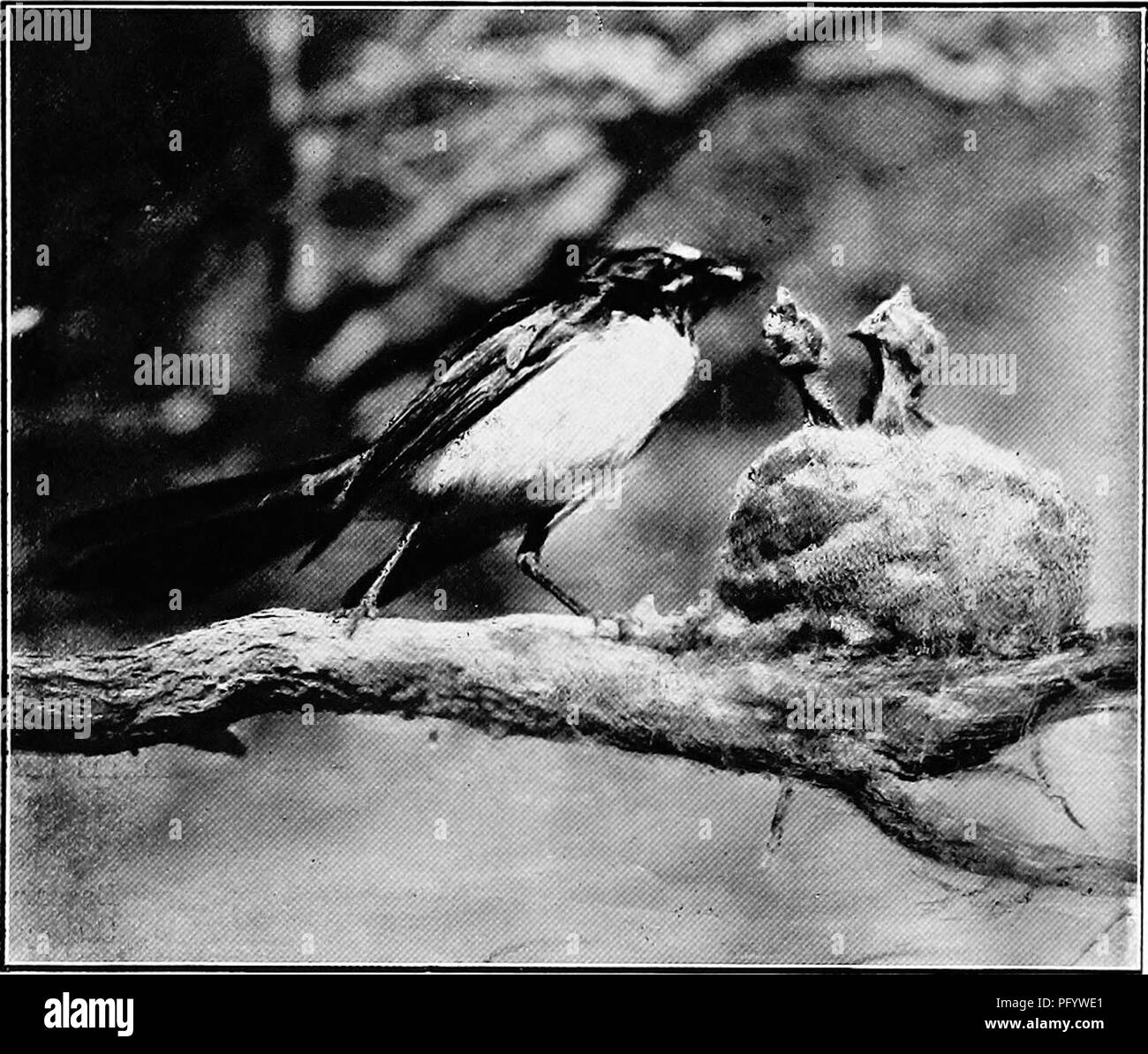 . Die Vögel von Australien. Vögel. FANTAILS 283 zusammen mit den Web-sites von Spinnen, die wunderschön mit der Rinde und helfen, das Nest zu den Ast zu befestigen Sie miteinander verwoben sind. Es ist innen mit der Faser- oder Gras, die die Nachbarschaft versorgt. Die Eier, die zwei oder drei an der Zahl, sind Weiß, mit oliv-braun, und messen Sie den .64 x 0,5 Zoll übersät. Die Rufous Fantail, während es im offenen Wald Land im Winter gesehen werden kann, hat sein zuhause, und bringt seine Jungen, in der. Fruiii leben Schwarze und Weiße Fanlail: Rhipidura Trikolore. H. Burrell. Die meisten einsamen Schluchten und Bürsten. Es ist mehr als die terrestrische Stockfoto