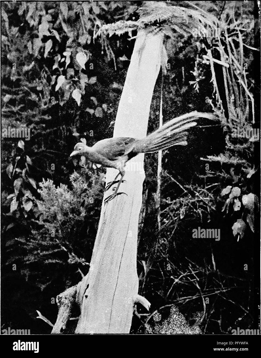 The Birds of Australia enthält eine ausführliche Beschreibung einheimischer Vogelarten, einschließlich des Lyrebird, der für seine aufwändigen Balzrituale bekannt ist. Das Männchen streckt und spreizt seine Schwanzfedern, um während der Brutsaison einen Paare anzulocken. Diese Verhaltensweisen werden neben dem Lebensraum des Vogels und den saisonalen Lebensmustern dargestellt. Stockfoto