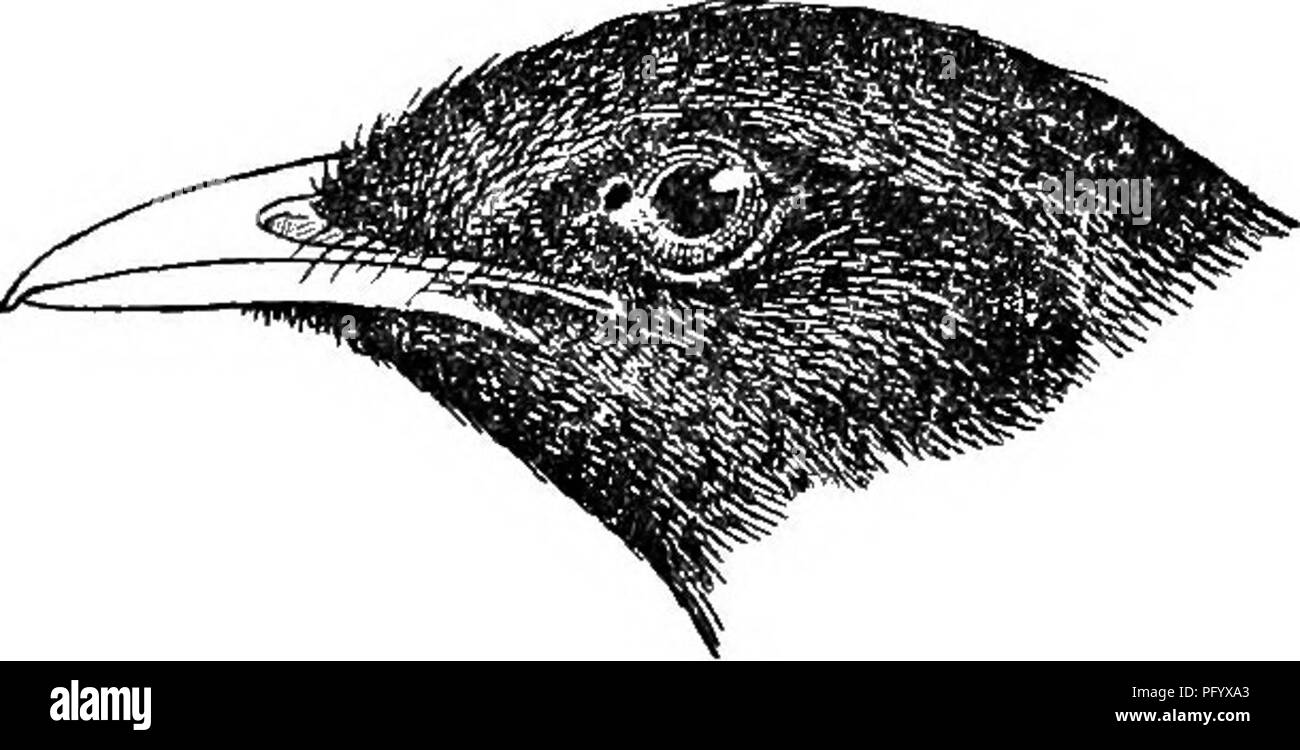 . Die Vögel von British Guiana, basierend auf der Sammlung von Frederick Vavasour McConnell. Vögel. DONACOBIUS.- PLATTCICHLA. 375 Die folgende Mitteilung wurde von Beebe (unsere Suche nach einer Wüste, S. 40) kopiert: - "Später, beim Stehen am Rand einer undurchdringlichen Gewirr von dornigen Ranken und vergeblich versucht, zu entdecken, was Vogel Singen war in lauter, Klingeltöne, dachten wir an die heftige Käuzchen, uns zu verbergen, gab dem Aufruf von glaucidium: War der Effekt sofort; der Song in der Nähe von uns hörten auf, und mit wütenden Schreien ein paar schöne Schwarz-capped Mocking Drosseln {Donaco Stockfoto