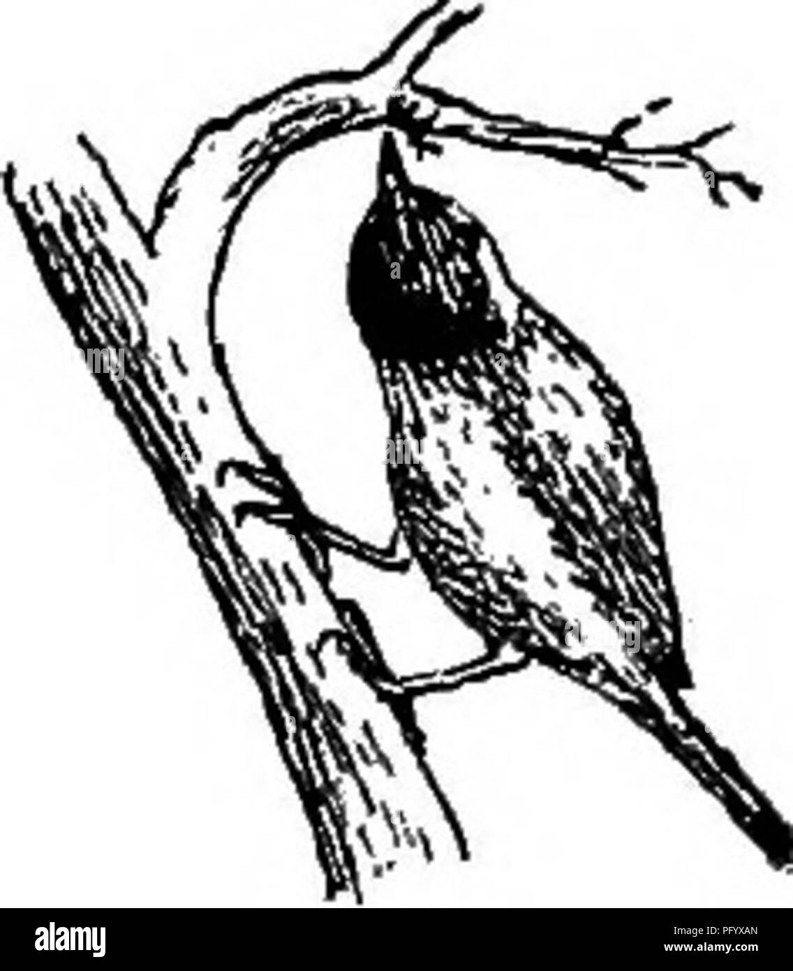 . Nützliche Vögel und deren Schutz. Enthält kurze Beschreibungen der häufigsten und nützliche Arten von Massachusetts, mit Berichten über ihre Ernährungsgewohnheiten, und ein Kapitel über die Mittel zur Gewinnung und Schutz der Vögel. Vögel, Vögel. Dienstprogramm VON VÖGELN IN WÄLDERN. 101 im Wald. Es ist wahr tliat in der Regel gibt es weniger Vögel, sowohl in der Anzahl der Arten und Individuen, die in den meisten nördlichen Wäldern als in offener oder kultivierten Ländern. Dies ist besonders wahr von Nadelwäldern, bei solchen Hölzern weniger Insekten als Laubwälder Hafen, und so eine Mehr magere Lebensmittel für die bi Stockfoto