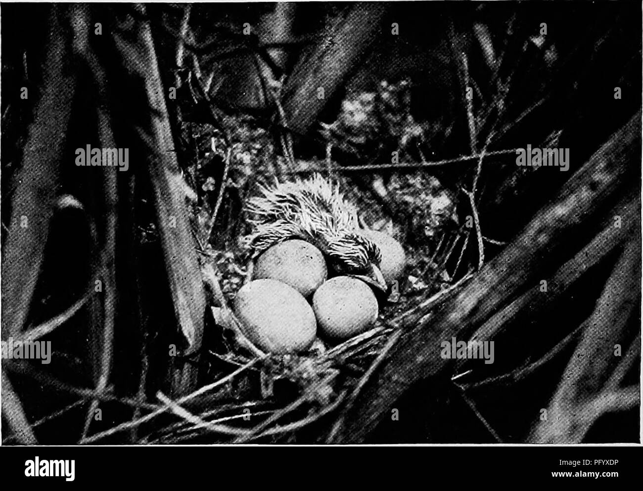 . Kamera Studien der wildlebenden Vögel in ihren Wohnungen. Vögel; Fotografie von Vögeln. 156 entweder auf die Eier oder die Jungen zu füttern, wenn Ich war vor - für Bild geschnitten. Einige Tag erwarte ich eine, deren home Riegel stärker zu finden. Thejf haben jedoch ein gewisses Maß an aifection Für einander wie folgt angezeigt werden:. Abb. 133. Gelb - BILL'S - NUR schlüpfen. Kuckucke sind sehr gern Zelt Raupen, tatsächlich mehr von diesen haarigen Kreaturen als der ganze Rest der Vögel zusammen essen. Eines Tages sah ich ein Schwarz-rechnung Kuckuck saß neben einem großen Caterpillar Nest. Er würde und singe ein paar Notizen und dann e Stockfoto
