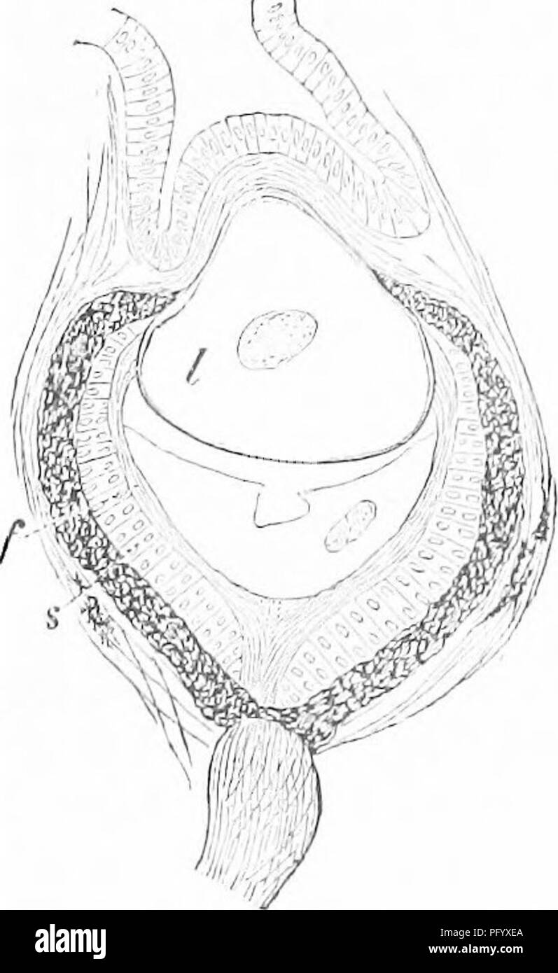 . Das Leben der Tiere durch die natürlichen Bedingungen der Existenz betroffen. Tierökologie. ONCHIDIUII DOESAL AUGEN. 371 natürlich keine gebildet werden; daher Wirbeltiere sind blind in diesem bestimmten Ort, whicli ist in der Tat wissenschaftlich als "der blinde Fleck bekannt." Eine solche Stelle in den Augen der zweiten Kategorie nicht vorhanden ist; der Sehnerv erstreckt sich über die außerhalb der Augen, und die Stäbchen und Zapfen in der Abdeckung der gesamten inneren Oberfläche der Netzhaut einheitlich gelegen. Soweit es sich um die Augen auf den Kopf gestellt die Gattung Onchidium in keiner Weise von den Alliierten Gruppen unterscheidet. Aber die grössere Anzahl Stockfoto