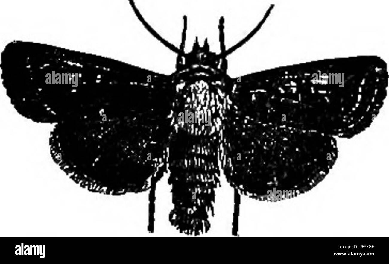 . Nützliche Vögel und deren Schutz. Enthält kurze Beschreibungen der häufigsten und nützliche Arten von Massachusetts, mit Berichten über ihre Ernährungsgewohnheiten, und ein Kapitel über die Mittel zur Gewinnung und Schutz der Vögel. Vögel, Vögel. Dienstprogramm VON VÖGELN IX NATUR. 11 Die Krähe ist auch ein Zerstörer der Cutworms. Das sind die jungen oder Larven solcher noctuid Motten oder "Müller" als sind allgemein gesehen Flattern aus dem Gras von Einem, der Sie stört, indem Sie in die Felder ein. Robins Futter auch weitgehend auf Cutworms, sowie auf den weißen Abb. s. - Cutworm. grub der Mai Käfer. "Wh Stockfoto