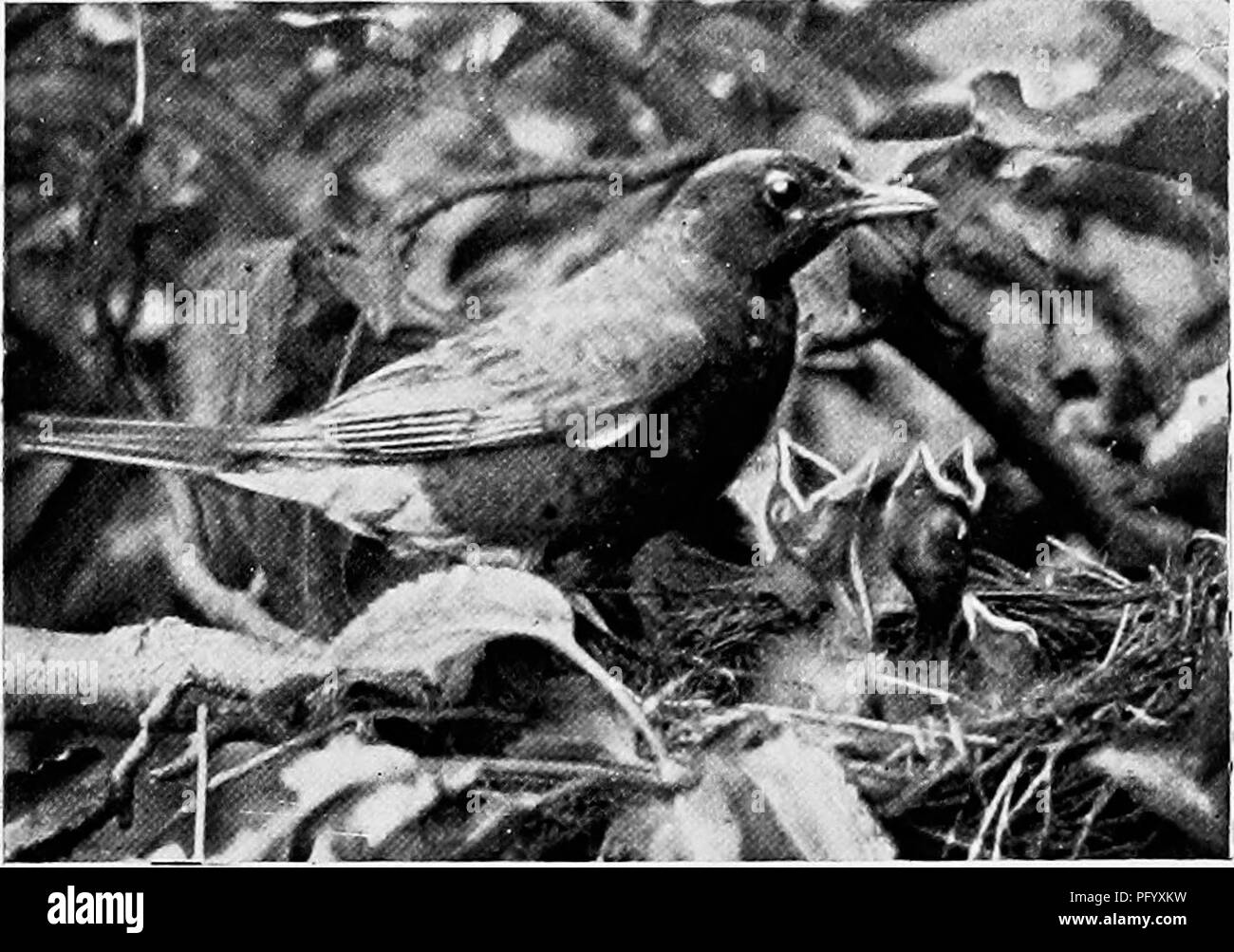 Rotkehlchen vogel Schwarzweiß-Stockfotos und -bilder - Alamy