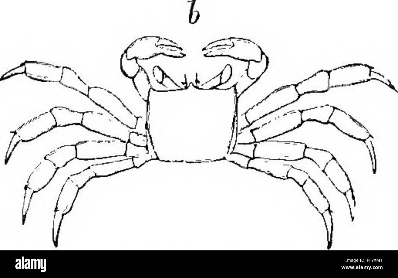 . Das Leben der Tiere durch die natürlichen Bedingungen der Existenz betroffen. Tierökologie. Abb. 57,- a, Lvpea, eine Krabbe, die nur in Wasser atmet; 6, Qcypoda, einem marine Krabben, die sich leicht in Wasser erstickt. Mit ein paar weitere Beispiele. Er zeigte, dass die Ocypoda, die davon lebt die Hälfte seiner Zeit auf dem Land und im Teil atmet Luft (Abb. 57, h) können einfach ertrunken sein, wenn es im Meer gehalten wird - Wasser, die noch enthält genügend oxygon zu ermöglichen eine Lupea diacantha sich perfekt zu erholen, als sie fast durch die in der Luft gehalten werden getötet wurde. Daraus folgt, dass die osmotische Kraft der Atemwege Haut Stockfoto