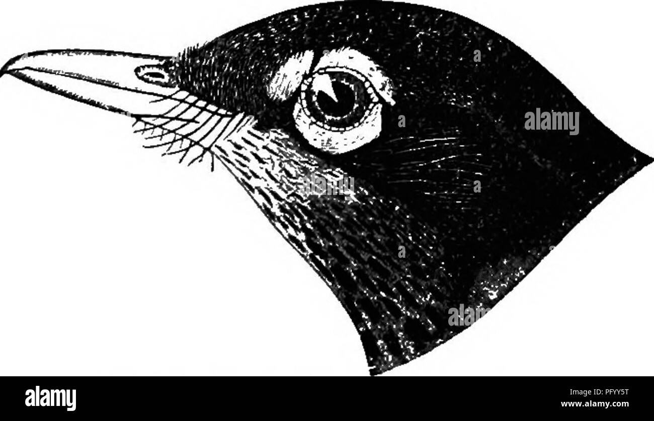 . Vögel des Colorado Tal ... wissenschaftlichen und populären Informationen über Nordamerikanische Ornithologie;. Vögel. 10 BESCHREIBUNG DER TURDUS MIGRATORIUS 2 im Sommer: Ähnlich dem $, aber die Farben dunkler; obere Teile eher olivaceous-Grau; Kastanien der unter Teile blasser, die Federn mit Rand mit grauen oder weißen; Kopf und Schwanz weniger schwärzlich; Kehle mit mehr weiß. Bill viel mit düsteren getrübt. Â,? 5 Im Winter und Junge: Ähnlich wie bei den Erwachsenen weiblich, aber rückläufigen Einige - was weiter von der $ im Sommer von der Mattere Farben, die Blässe und Einschränkung der Kastanie, mit seinen umfangreichen Stockfoto