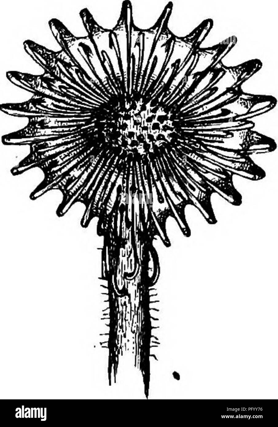 . Insectivorous plants. Fleischfressende Pflanzen, Pflanzen. 10 DEOSEKA BOTUNDIFOLIA. Kap. 1 Die Tentakel in der Akte des Wendepunktes fegen durch einen weiten Raum; so eine marginale Tentakel, erweiterte m der gleichen Ebene mit der Klinge, bewegt sich bis zu einem Winkel von 180°, und habe viel reflektiert Tentakel eines Blattes, aufrecht bewegen sich durch einen Winkel von mindestens 270° Stand gesehen. Der biegsame Teil ist fast zu einem kurzen Raum in der Nähe der Basis beschränkt; aber einen etwas größeren Teil der länglichen äußeren Tentakel. Bitte beachten Sie, dass diese Bilder aus gescannten Seite Bilder, digita wurden extrahiert werden Stockfoto