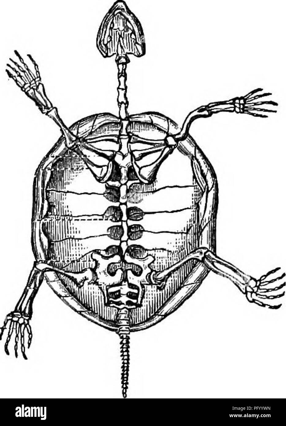 . Natürliche Geschichte der Tiere. Mit kurzen Beschreibungen der Tiere auf die natürlichen Tenney Geschichte Tabletten, aber komplett ohne die Tabletten. Zoologie. TUKTI. KS. 101. Abb. 167. - Skelett einer Schildkröte. Mit seinem schwarzen Gehäuse mit orange-farbigen Punkten verziert, und das Andocken Tur - tle, Leben in Süßwasser-Teichen und Bächen, die manchmal auf das Land. Andere, wie das Salz - Wasser Schildkröte, so viel für Lebensmittel geschätzt, Leben in Salz - Wasser Bäche. Oth - ers, wie 4er Hawk-rechnung Tur - tle, der grünen Schildkröten, und die Soft-schalen Sphargis, Leben im Ozean, und nur an Land kommen, um Ihr zu legen Stockfoto