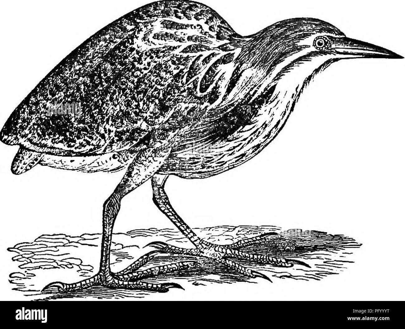 Dieser Text enthält kurze Beschreibungen verschiedener Tiere, einschließlich Reiher und Ibisse, wobei der Schwerpunkt auf ihren physischen Eigenschaften und Verhaltensweisen liegt, wie sie in Tenneys Natural History Tablets dargestellt sind. Sie bietet Einblicke in Vogelarten und ihre Lebensräume. Stockfoto