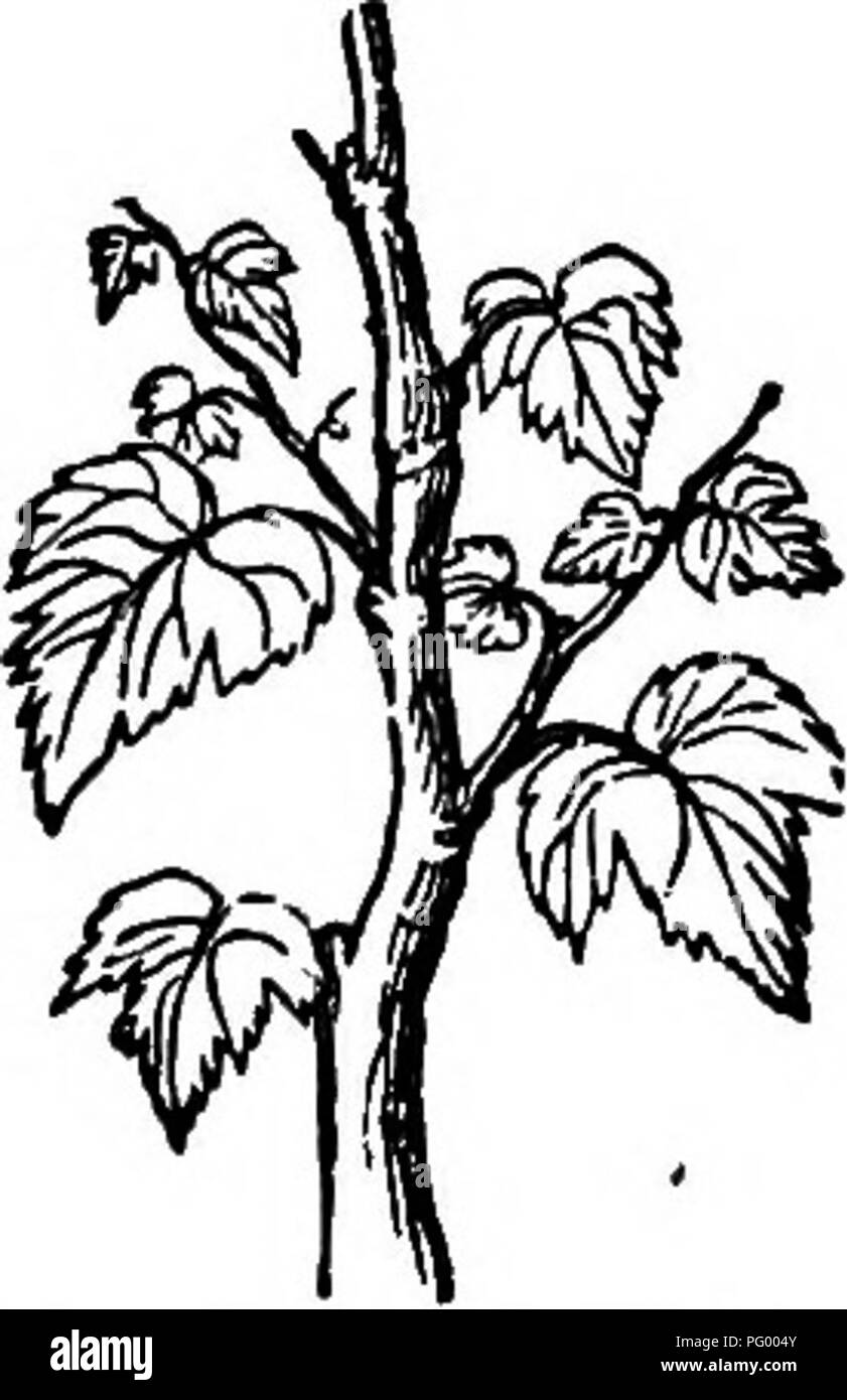 . Die amerikanische Obst culturist, mit Anweisungen für die Vermehrung und Kultur von allen Früchten in den Vereinigten Staaten angepasst. Obst - Kultur. Abb. 563. Abb. S64.- Hausanschlussleitungen. Jahre, das Anspornt und mehrere Zentimeter verlängert werden, oder bei jährlich die Rate von etwa einem Zoll. Obwohl nur wenig incon-veniences Ergebnis, ist es wünschenswert, sie kurz zu halten; und zu diesem Zweck die antreiben kann zurück zu einer der kleineren btids an der Basis gekürzt werden, und eine neue schießen und brachte heraus zu bilden den Anfang einer Erneuerung anspornen. Da diese neue schießen Federn aus einem kleinen Bud, es sollte keine Früchte der gleichen Jahreszeit tragen Stockfoto
