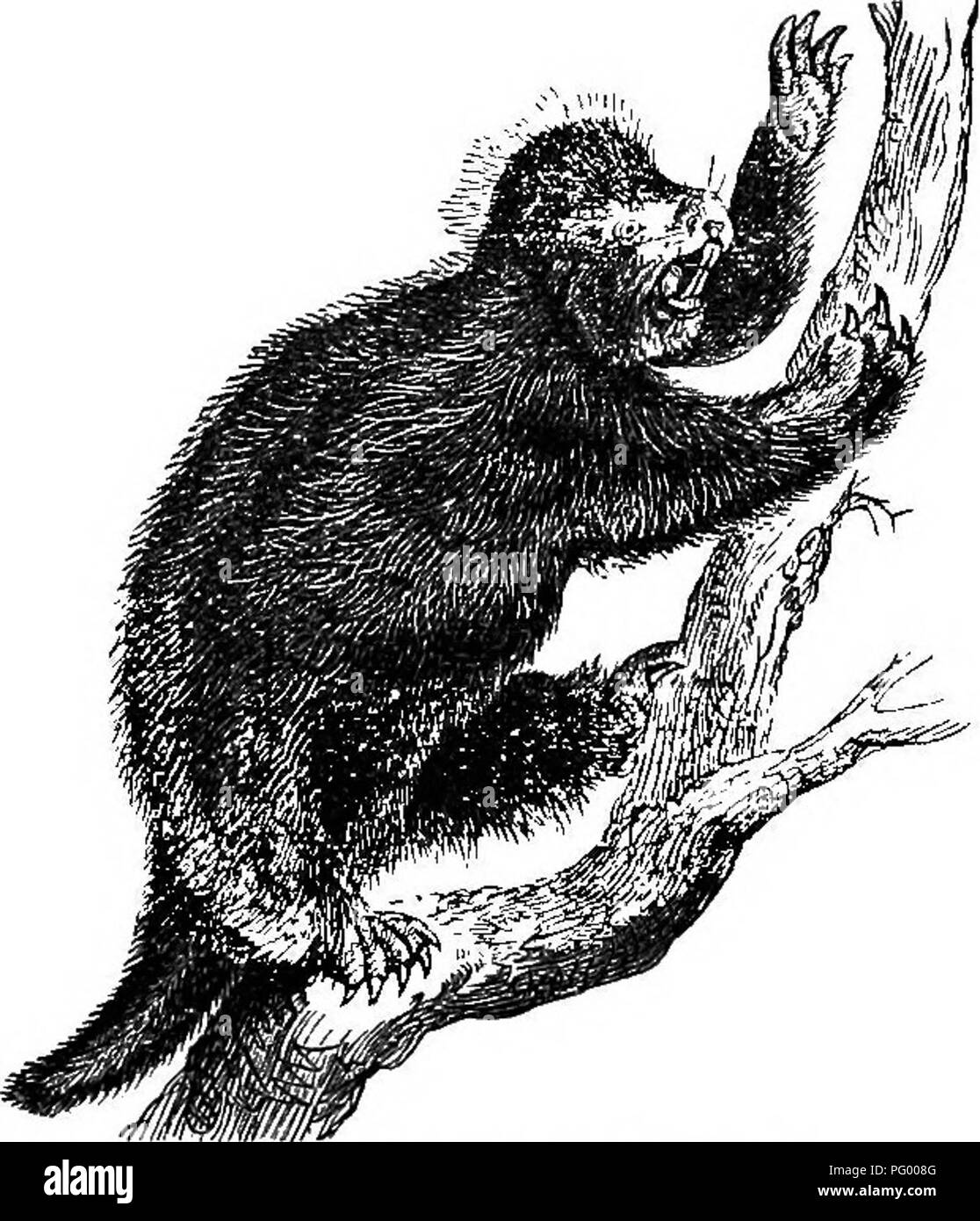 . Natürliche Geschichte der Tiere. Mit kurzen Beschreibungen der Tiere auf die natürlichen Tenney Geschichte Tabletten, aber komplett ohne die Tabletten. Zoologie. 54 Wirbeltiere: Säugetiere.. Abb. 95. - Amerikanische Stachelschwein. Hasen. Hasen sind in fast allen Ländern zu finden. In Amerika gibt es ca. 20 Arten. Sie sind ängstlich, und haben eine Gewohnheit des Aufstampfen mit den Hinterpfoten wenn alarmiert. Die gemeinsame Hase, oder White Rabbit, ca. 20 cm lang, ist braun im Sommer, und weiß im Winter. Sie lebt in der sumpfgelände, rarelj Löcher eingibt, wenn verfolgt, sondern hängt für Sicherheit auf seinen fleetness. Es fo Stockfoto