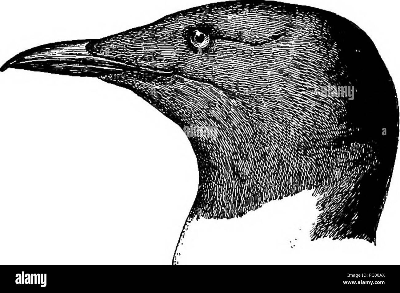 . Ein Leitfaden für die Vögel von New England und New York; mit einem Schlüssel für jede Jahreszeit und kurze Beschreibungen von über zweihundert und fünfzig Arten, insbesondere in Bezug auf ihr Aussehen im Feld. Vögel, Vögel.beunnich mueee 331 Bkunnich Mueee's. Uria lomvia 16,50 Ad. im Sommer. - Kopf, Hals und oberen Teile schwarz; unter pavts und schmalen Linie über Flügel weiß; Bill lange und Stout, aber nicht tief, wie in der vorangegangenen Arten. Ad. im Winter. - Ähnlich, aber fore Hals, Kopf und Hals weiß. Im. - Ähnlich winter Erwachsener, aber keine weißen auf den Seiten von Kopf, Hals und Längseinstellung Stockfoto