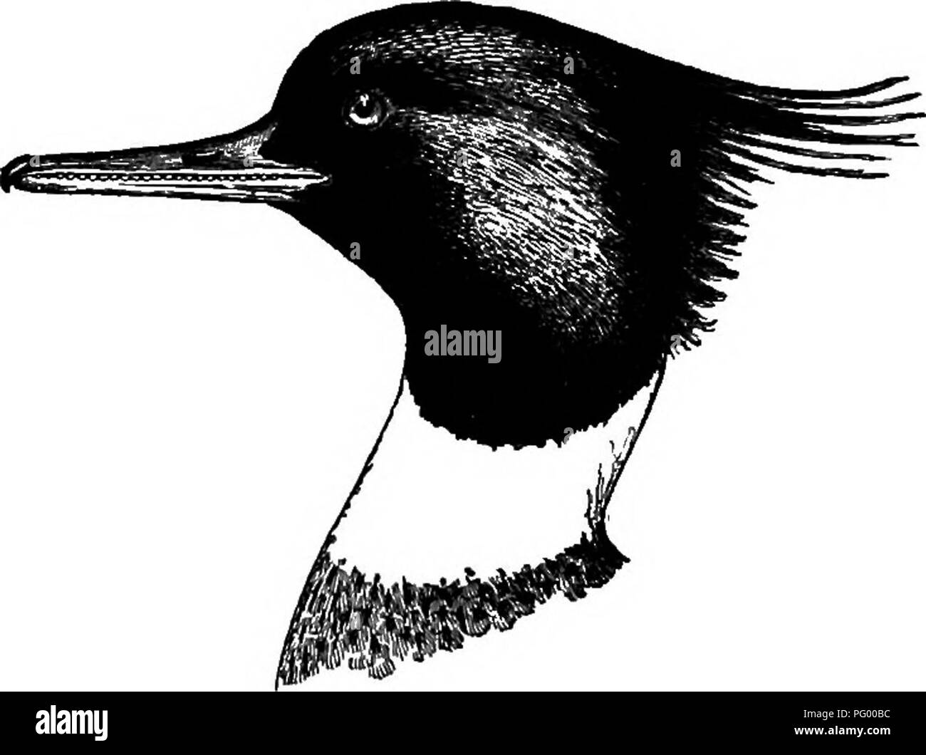 . Ein Leitfaden für die Vögel von New England und New York; mit einem Schlüssel für jede Jahreszeit und kurze Beschreibungen von über zweihundert und fünfzig Arten, insbesondere in Bezug auf ihr Aussehen im Feld. Vögel, Vögel. BED-BREASTED MEEGANSER 309 die langen ausgestrecktem Hals und Kopf und die grauen Ton der Rückseite unterscheiden sie von den anderen Meer Enten mit weißen Flügel-Patches. In den weiblichen Amerikanischen Merganser die. Abb. 88. Red-breasted Merganser oberen Kehle nur weiß ist, und die Oberseite des Kopfes und die Kehle sind dunkler braun als in der EED-breasted Mer - ganser; darüber hinaus ist die Fo Stockfoto