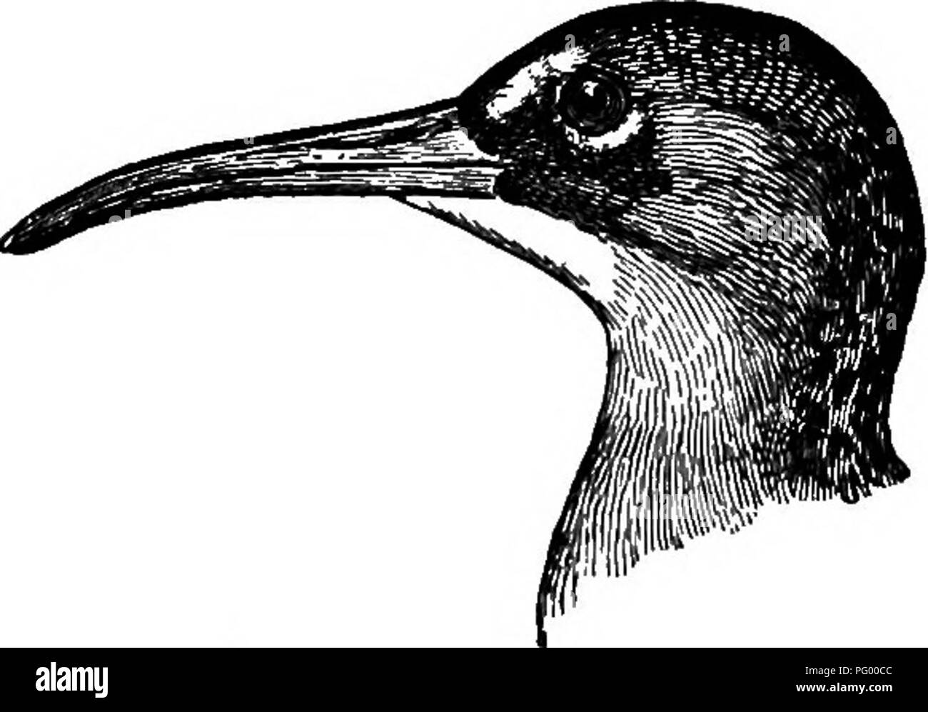 Dieser Reiseleiter bietet einen prägnanten Schlüssel zu über 250 Vogelarten, die in New England und Ost-New York zu finden sind. Sie enthält saisonale Beschreibungen und Tipps zur Feldidentifizierung, wobei der Schwerpunkt auf häufigen Arten wie der Virginia Rail liegt. Das Buch hebt die markanten rotbraunen Flügel und den langen Seebrück hervor und seinen Lebensraum in Sümpfen und feuchten Wiesen, insbesondere dort, wo Katzenschwänze reichlich vorhanden sind. Stockfoto