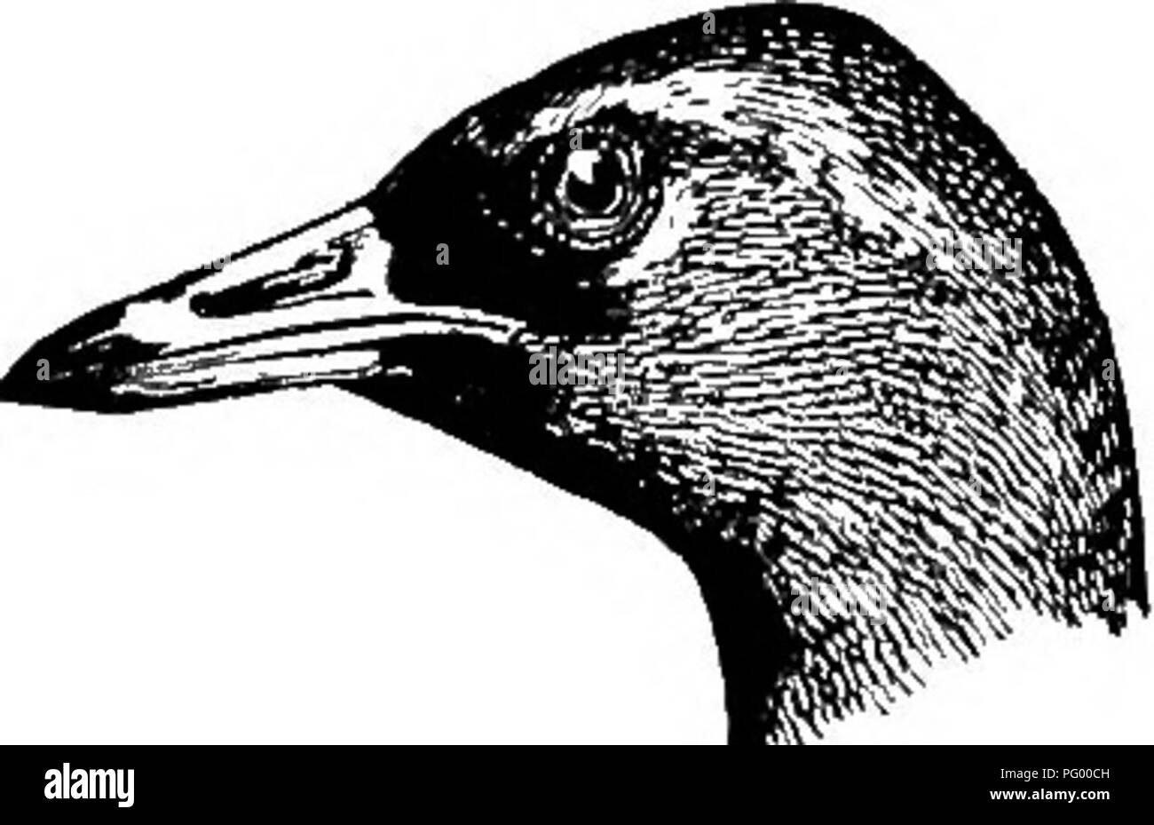 . Ein Leitfaden für die Vögel von New England und New York; mit einem Schlüssel für jede Jahreszeit und kurze Beschreibungen von über zweihundert und fünfzig Arten, insbesondere in Bezug auf ihr Aussehen im Feld. Vögel, Vögel. VIRGINIA KAIL 279 die Sommer. Hier kann es immer wieder zu hören sein und Lautspre- chern gesehen, Kommissionierung seinen Weg entlang der Kante des Sumpfes oder zwischen dem tussocks von Segge, oder, wenn Sie erschrocken, Fliegen eine kurze Strecke mit schwachen Flug und baumelnden Beinen, und dann ins Gras. Es Wanderungen mit einem konstant aufrecht Kippen seiner kurzen Schwanz, so setzt die Buffy am Schwanz - Stockfoto