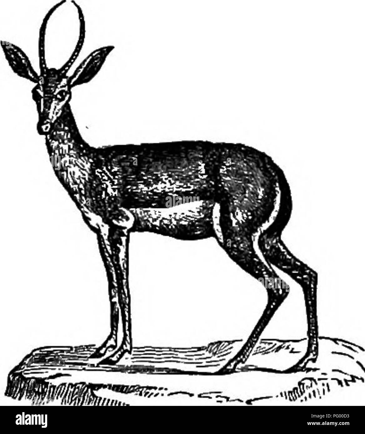 . Natürliche Geschichte der Tiere. Mit kurzen Beschreibungen der Tiere auf die natürlichen Tenney Geschichte Tabletten, aber komplett ohne die Tabletten. Zoologie. Abb. 63. - Rocky Mountain Goat. Die Gazelle, Afrika und Asien und ist ungefähr so groß wie ein kleines Reh, und ist für seine schönen und Gnade - gefeiert. Abb. 64. - Gazelle.. Bitte beachten Sie, dass diese Bilder sind von der gescannten Seite Bilder, die digital für die Lesbarkeit verbessert haben mögen - Färbung und Aussehen dieser Abbildungen können nicht perfekt dem Original ähneln. extrahiert. Tenney, Sanborn, 1827-1877; Tenney, Abby Amy (Go Stockfoto