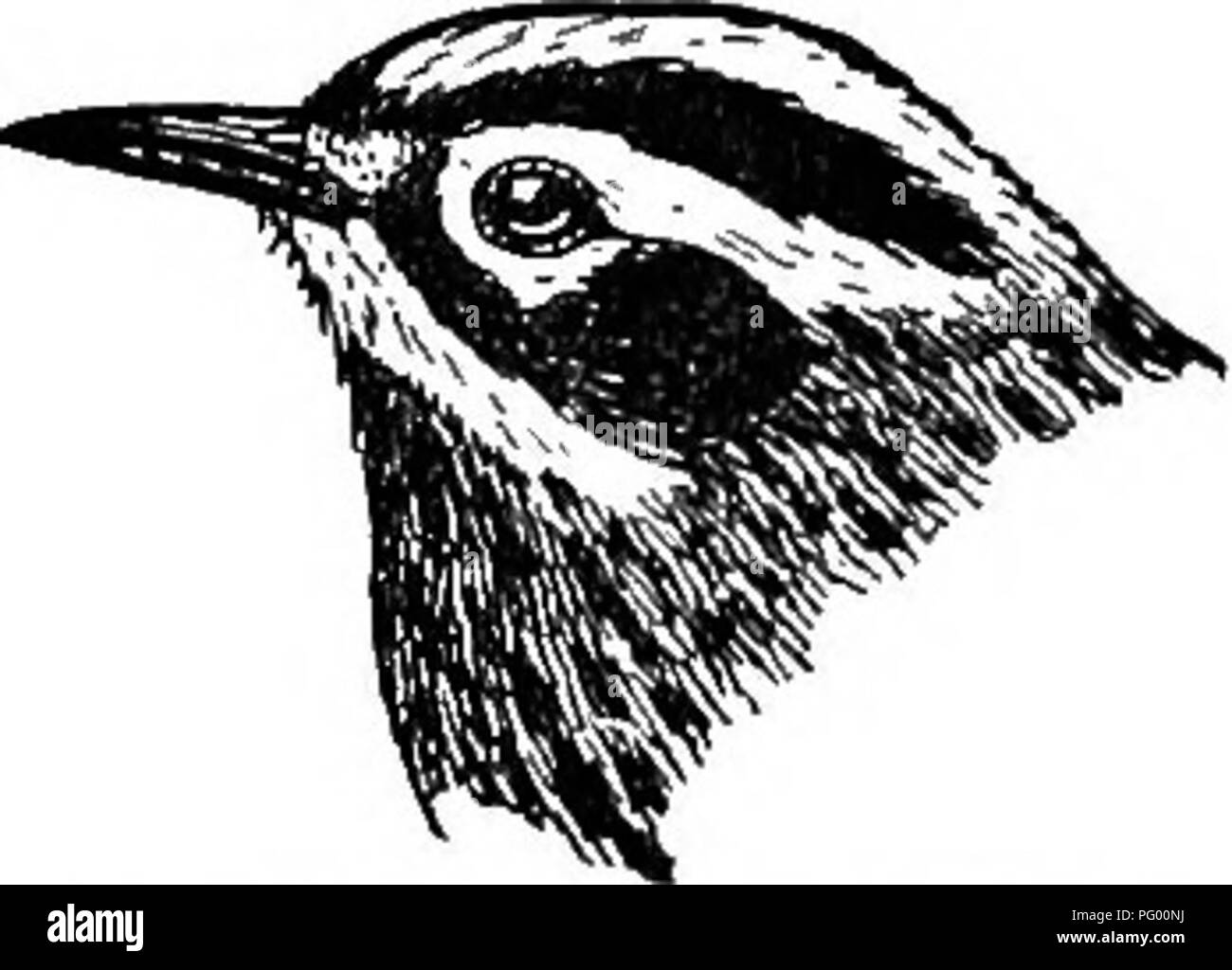 . Ein Leitfaden für die Vögel von New England und New York; mit einem Schlüssel für jede Jahreszeit und kurze Beschreibungen von über zweihundert und fünfzig Arten, insbesondere in Bezug auf ihr Aussehen im Feld. Vögel, Vögel. Abb. 24. Worm-eating Warbler Schwarz und Weiß Wabblee. Mniotilta varia 17.30, Ad. $. - Überall Streifen, außer auf den Hals und Bauch, mit schwarz und weiß; einen breiten Streifen von Weiß in der Mitte des Schwarzen crmvn. Ad. 5. - Obere Teile gestreift mit bräunlich-schwarz und weiß; unter Teile weiß, mit obskuren streakings auf den Seiten; Bill schlank, leicht Cu Stockfoto