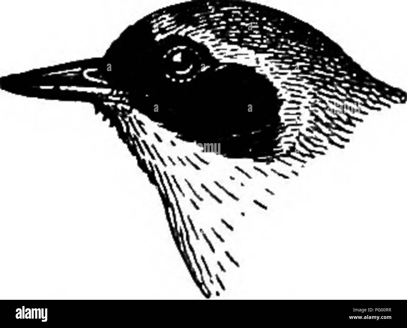 . Ein Leitfaden für die Vögel von New England und New York; mit einem Schlüssel für jede Jahreszeit und kurze Beschreibungen von über zweihundert und fünfzig Arten, insbesondere in Bezug auf ihr Aussehen im Feld. Vögel, Vögel. 104 VÖGEL VON NEW ENGLAND UND NEW YOEK der Nördlichen Gelb-Kehle (früher als Maryland Gelb-Kehle bekannt) ist eine gemeinsame Sommer Bewohner aller New England und New York, Ankunft und Aufenthalt Anfang Mai bis Oktober. Im südlichen New England Es ist weitgehend auf die sumpfigen Dickichten beschränkt, oder die buschigen Grenzen von Streams; aber weiter im Norden, wo die Berggebiete ist Il Stockfoto