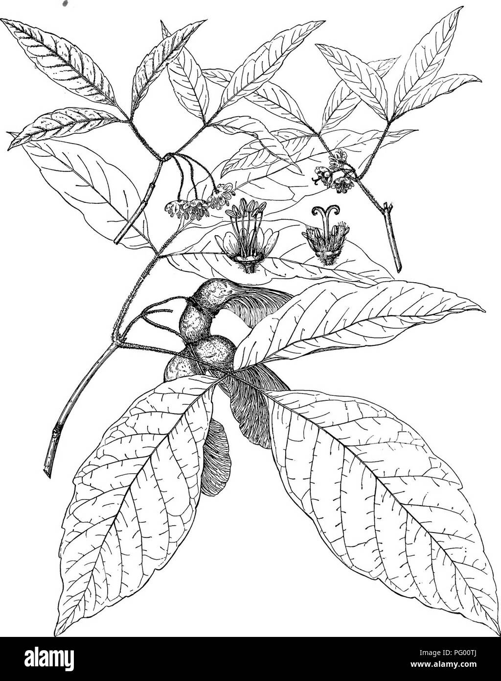 . Wald Flora von Japan. Hinweise zu den Wald Flora von Japan. Bäume; die Wälder und die Forstwirtschaft; Botanik. Platte X.. C. E. FjixON deL ACER NIKOENSE, Maxm.. Bitte beachten Sie, dass diese Bilder sind von der gescannten Seite Bilder, die digital für die Lesbarkeit verbessert haben mögen - Färbung und Aussehen dieser Abbildungen können nicht perfekt dem Original ähneln. extrahiert. Sargent, Charles Sprague, 1841-1927. Boston, Houghton Mifflin, Stockfoto