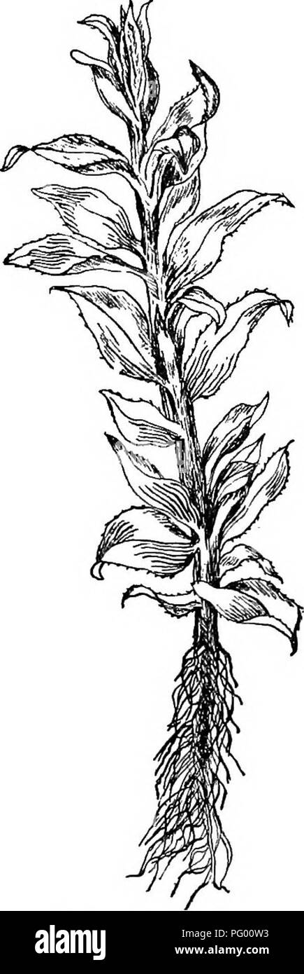 . Der Unterricht in der Botanik. Botanik. 152 Botanik. 250. Die fruchtkörper Moospflanze. - In Abb. 128 ist ein Moos Pflanzen "Obst", wie wir sagen. Über dem grünen Stengel einen schlanken Stiel die Kapsel trägt, und in dieser Kapsel sind die Sporen getragen. 251. Sporogon des Mooses. - Das sporogon (spore-Fall) einer Moos ist in der Abbildung dargestellt. 128. Die sporo-gonium ist der Teil-- über dem grünen Teil, und besteht aus einem Stiel und Kapsel. Dies war devel - von der befruchteten Eizelle entwickelt.. Bitte beachten Sie, dass diese Bilder aus gescannten Seite Bilder, die digital für readabi gesteigert wurden extrahiert werden Stockfoto