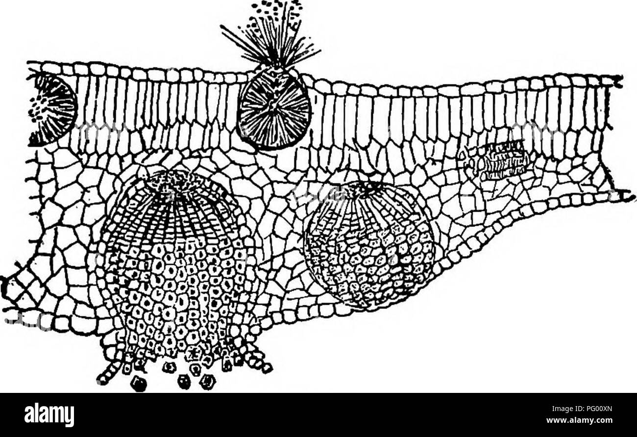. Der Unterricht in der Botanik. Botanik. Pilze: Weizen Rost. 133 Für eine eingehendere Untersuchung der Weizen Rost und anderer Pilze finden Sie im Thema "Elementare Botanik, "Kapitel XX, XXI. Weizen Rost. Abb. 113 - Abschnitt durch Blatt von berberitze am Punkt mit dem Cluster betroffen - Cup Stadium der Weizen Rost; aecidia spermagonia Oben, Unten. (Nach Marshall-Ward.) Synopse. Ein Parasit auf Getreide, Gräser, und auf die berberitze. Vegetative Teil der Pflanze; Myzel im Gewebe des Hosts. Fruchtkörper Teil der Anlage. 1 st. Rot Rost (ein-celled Sporen in Pusteln auf Blätter und Stängel der whea Stockfoto