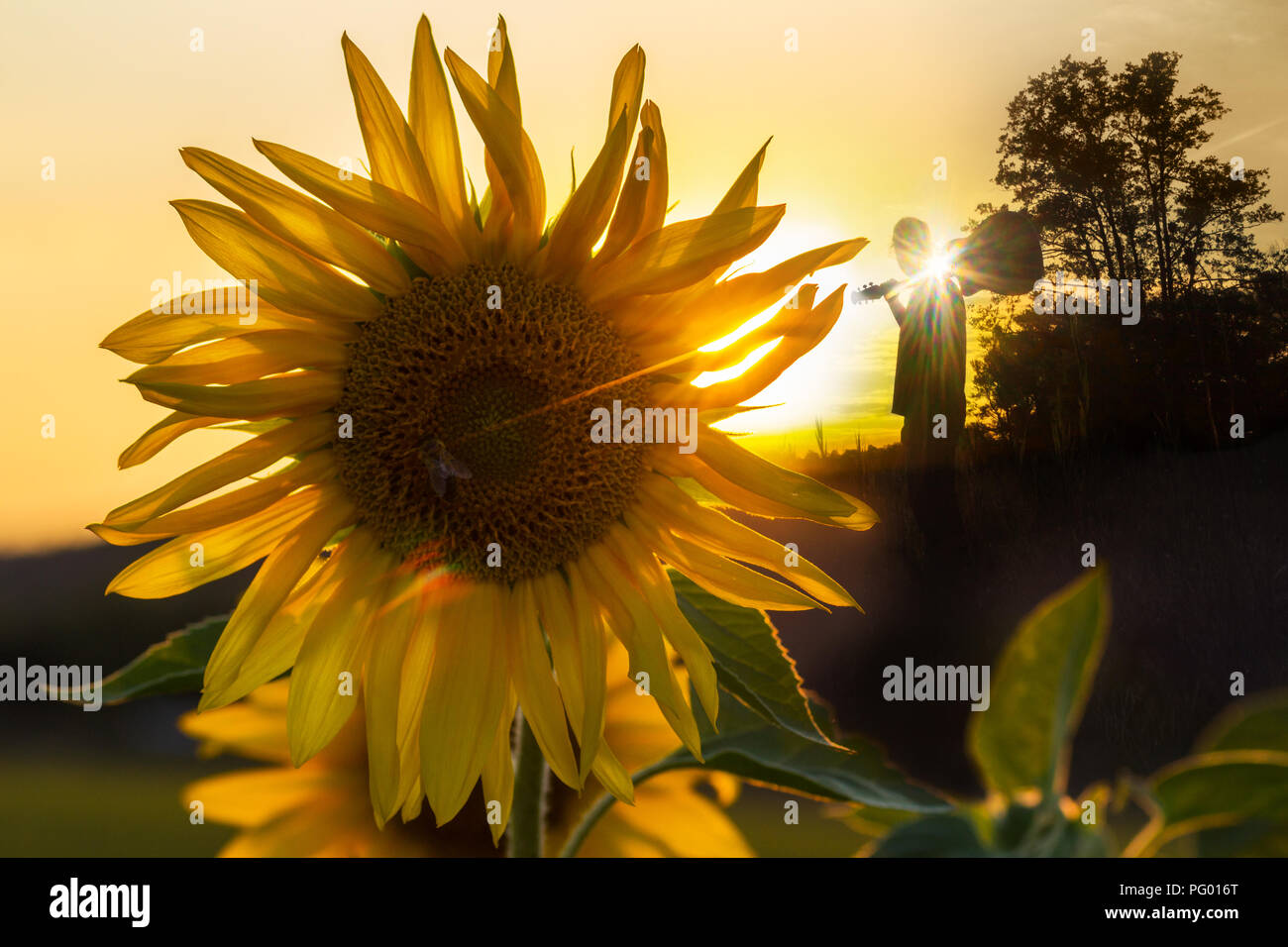 Gitarrist Silhouette ist rückblickend in einem Hochsommer Stimmung hinter eine Sonnenblume bei Sonnenuntergang Stockfoto