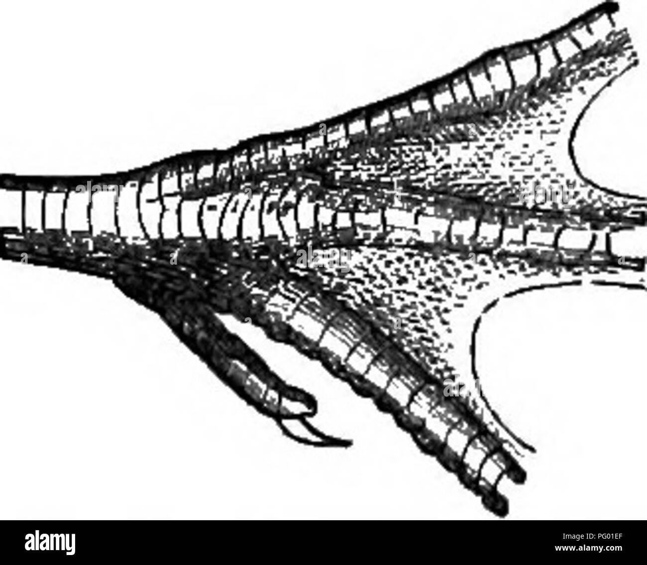 . New England Vogel leben; ein Handbuch von New England Ornithologie: Rev., hrsg. vom Manuskript von Winfrid A. Stearns. Vögel. SYMPH. SEMIPALMATA: SEMIPALMATED TATTLER. 235 geändert, oder jedenfalls in der Schwebe gehalten, während und für eine kurze Zeit nach der Inkubation. Sie aufhören, ihre Schreie, wachsen weniger unruhig, sanfter geworden, wenn noch suspic-ious, und kann im Allgemeinen gesehen werden still Stalking über das Nest. Wenn Willets gefunden in diesem Humor - abwesend, wie es war, in der die Reflexion auf ihre fesselnde Aufgaben absorbiert, und kaum etwas nicht direkt vor Ihre Rechnung zu beobachten - Ich Stockfoto